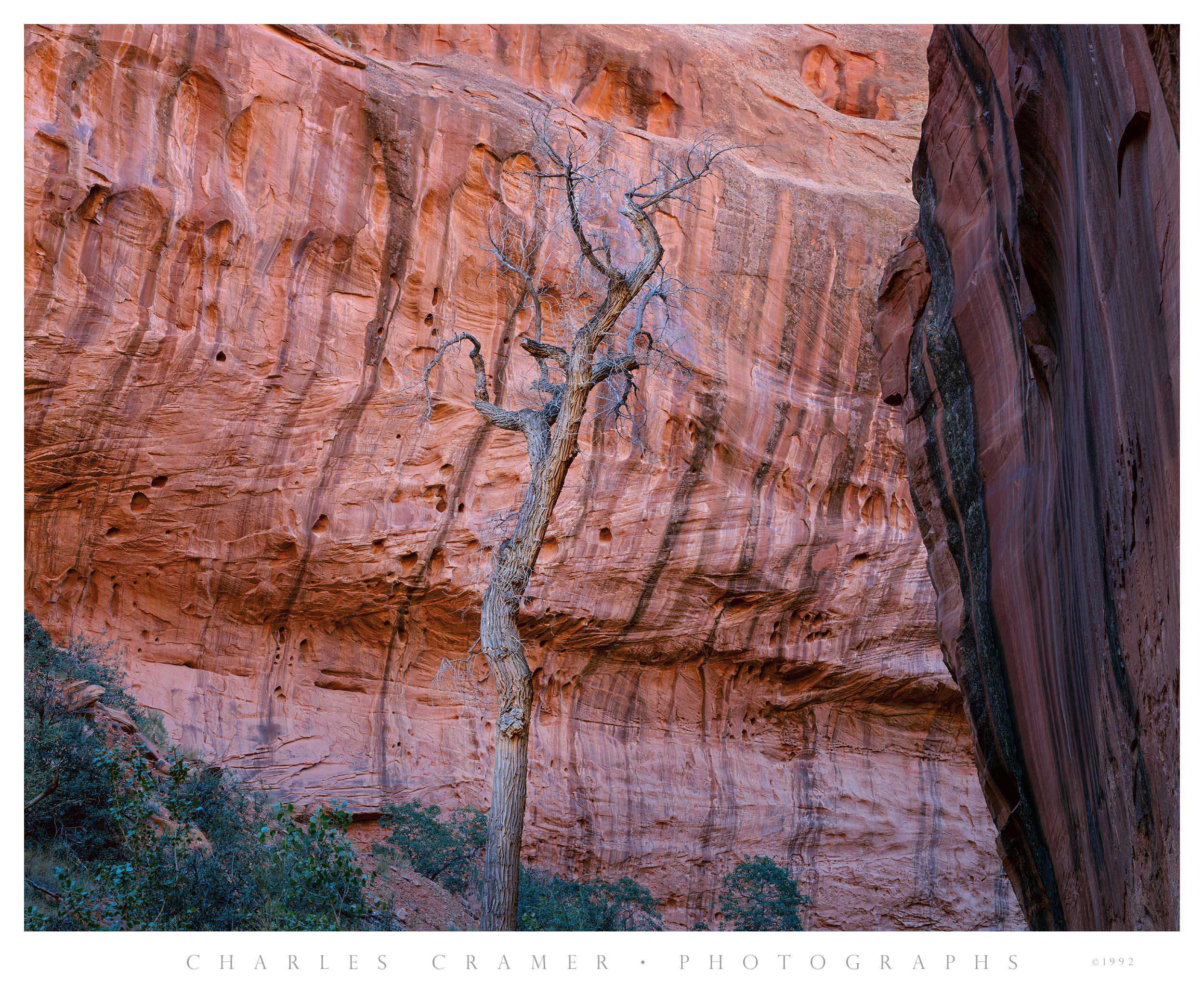 Bare Cottonwood Tree in Neon Canyon