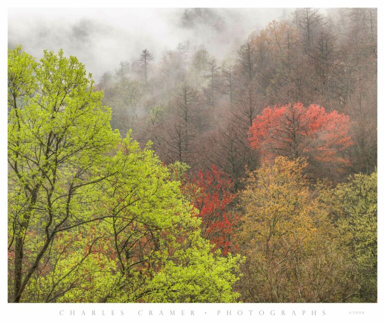 Trees, Chimney Tops Road, Spring, Great Smoky Mountains