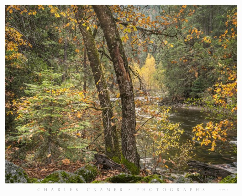 Curved Oaks, Fall, Merced Shore, Yosemite