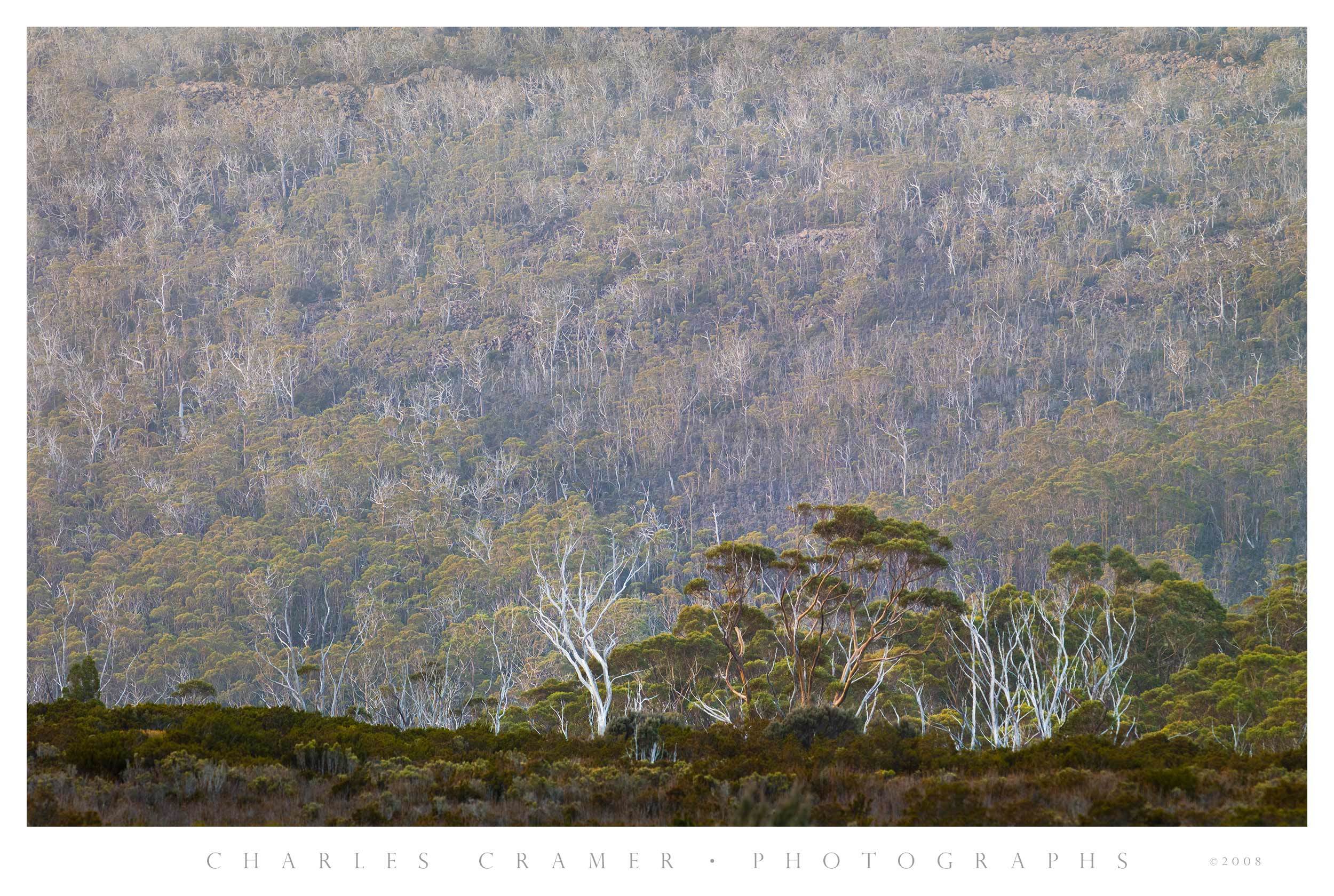 Wombat Moor, Mt. Field National Park, Tasmania, Australia