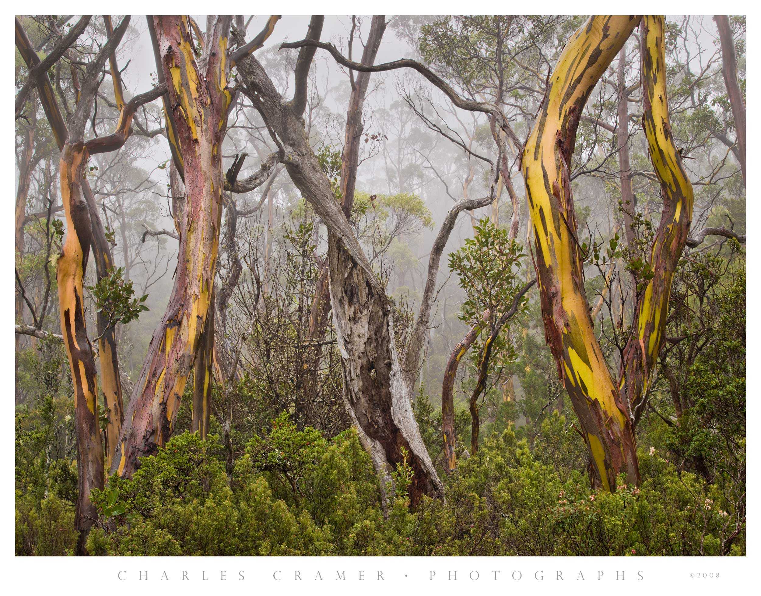 Gums in Fog, Cradle Mountain, Tasmania