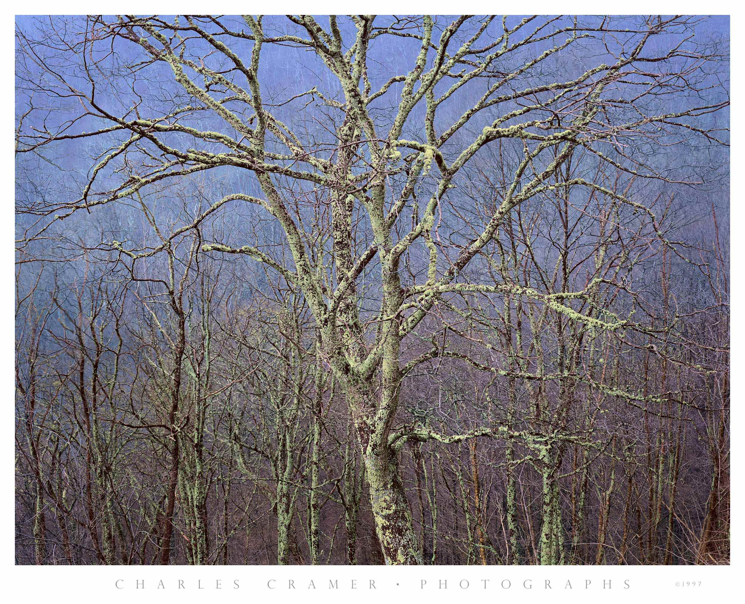 Large Tree Detail, Blue Ridge Parkway