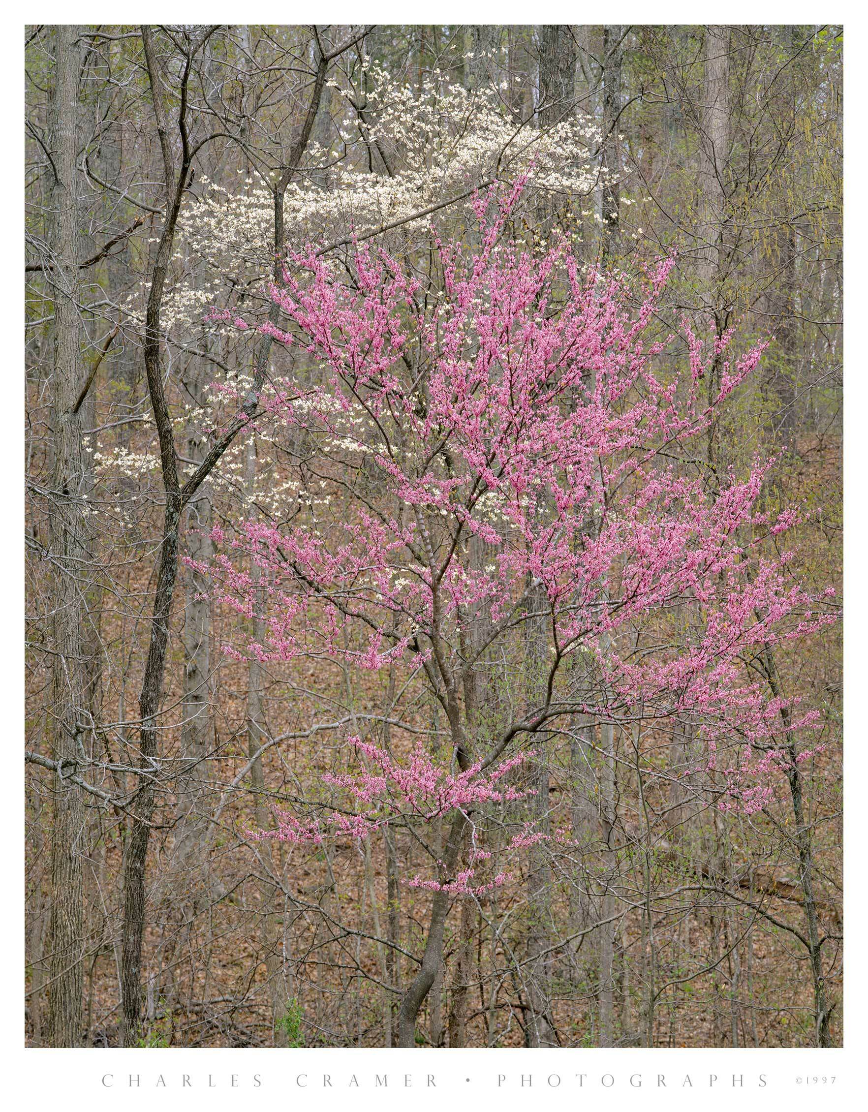 Redbud and Dogwood, Spring, near Bernheim, Kentucky