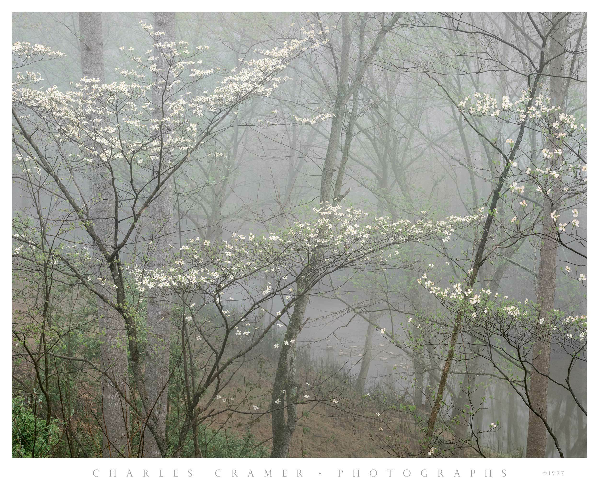 Dogwood in Fog, Red River Gorge, Kentucky