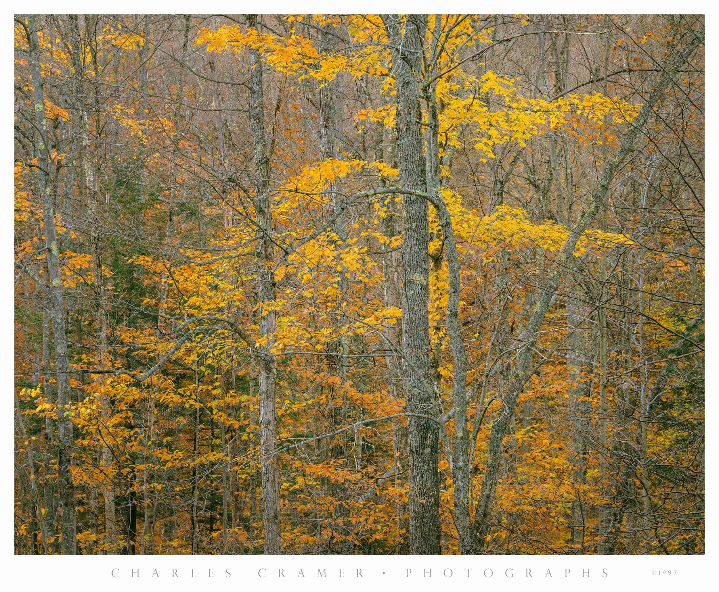 Hillside and Trees, Fall Color, White Mountains, New Hampshire