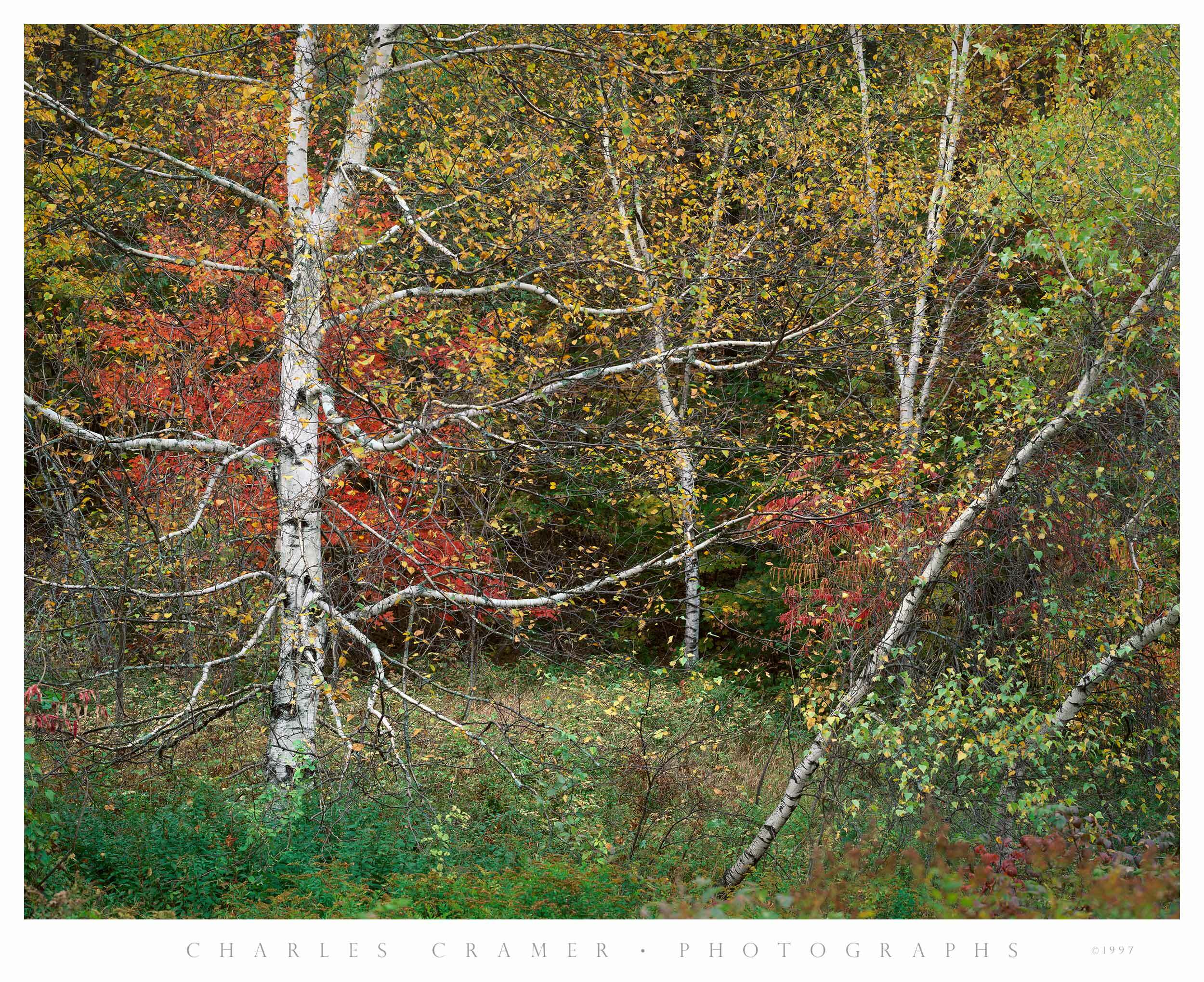 Scraggly Birch, White Mountains. New Hampshire