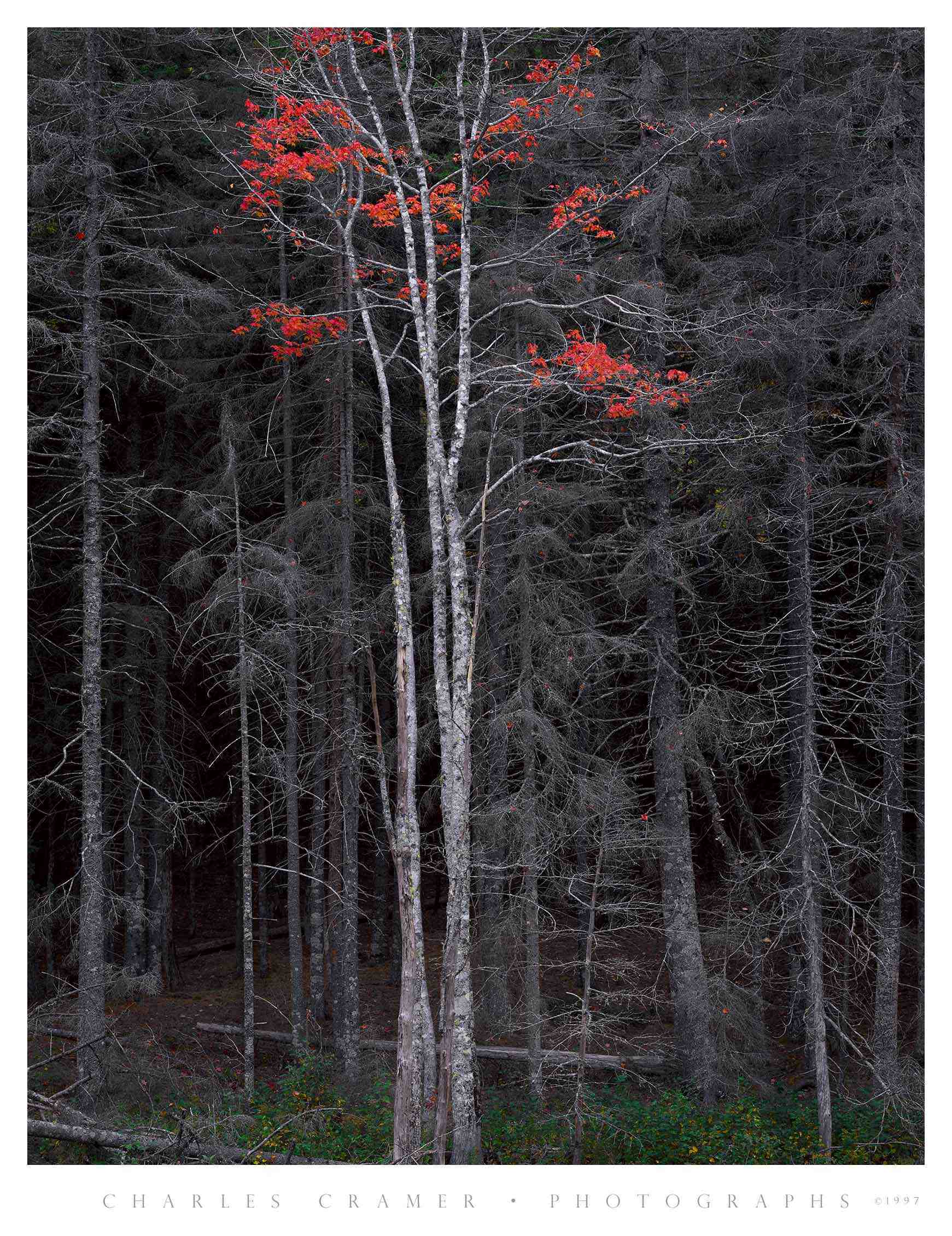 Bare Trees, Red Leaves, Acadia, Maine