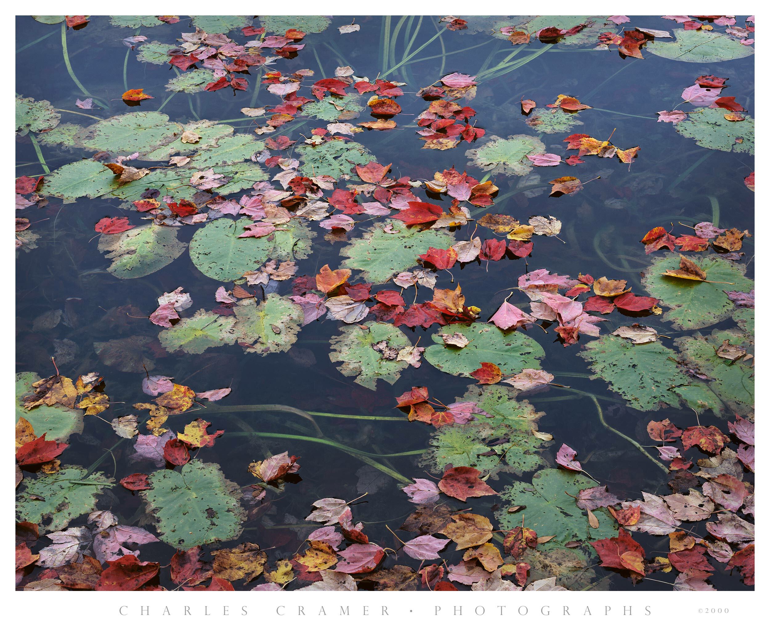 Long Pond, Red Leaves and Lillypads, Acadia, Maine