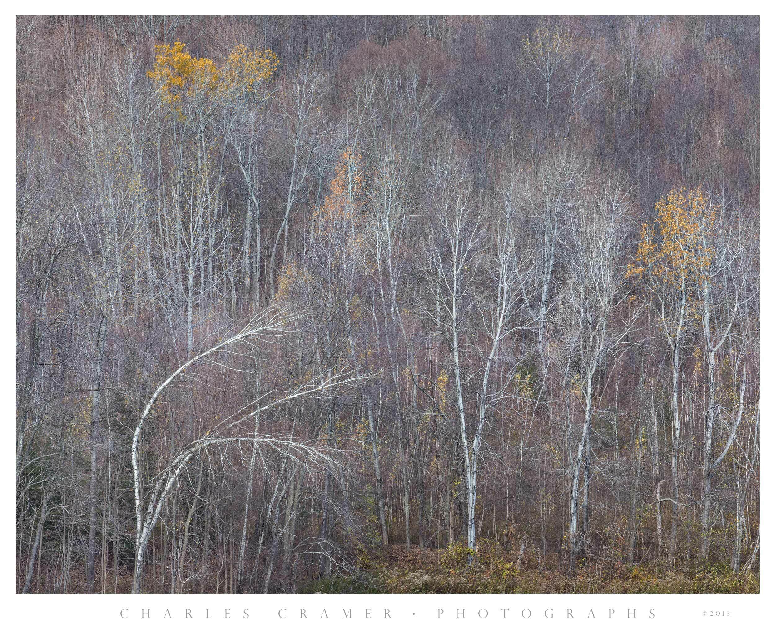 Bowing Birch Tree, New England, Fall