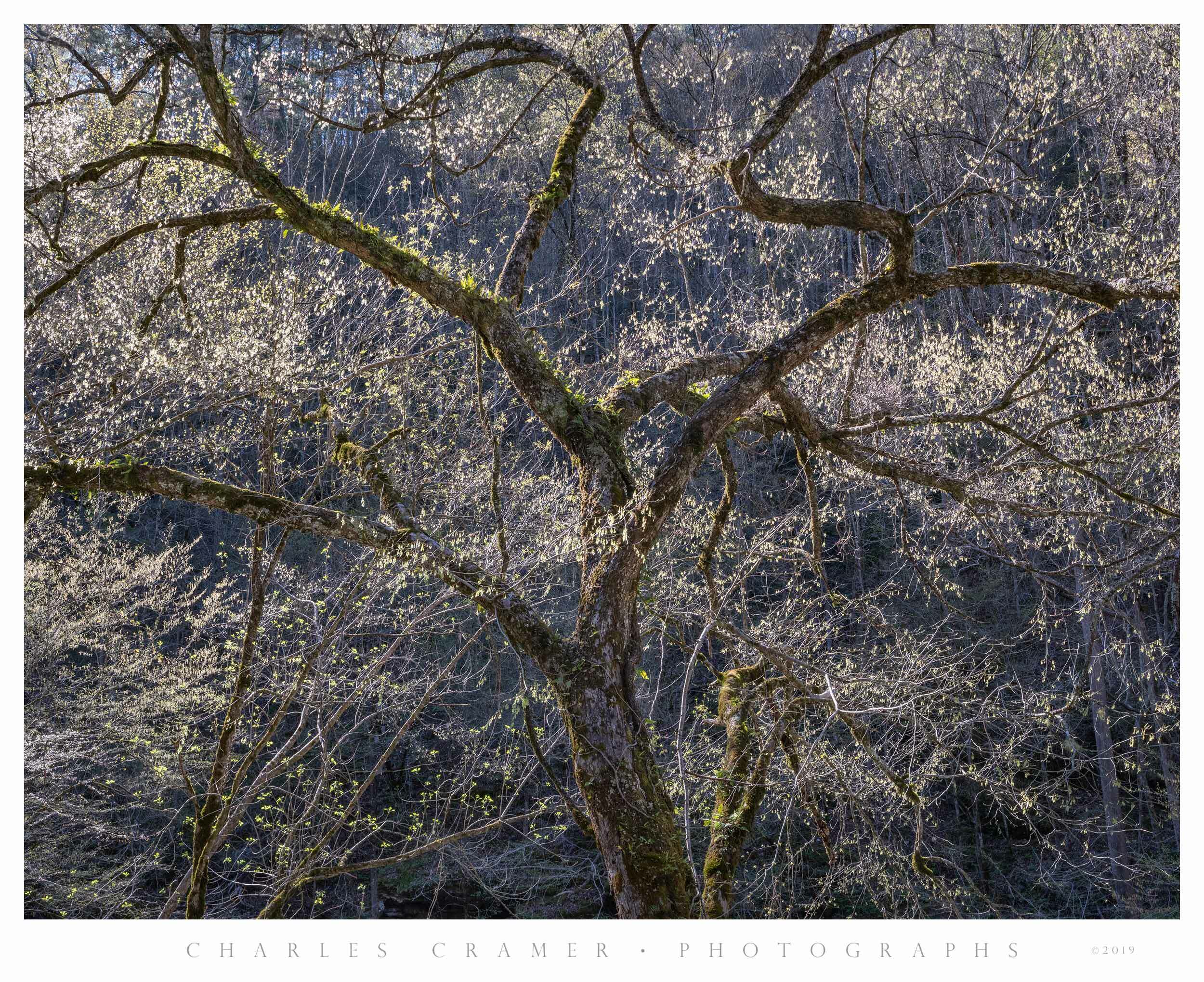 Backlit Tree, Spring, Along Little River Creek,  Great Smoky Mountains