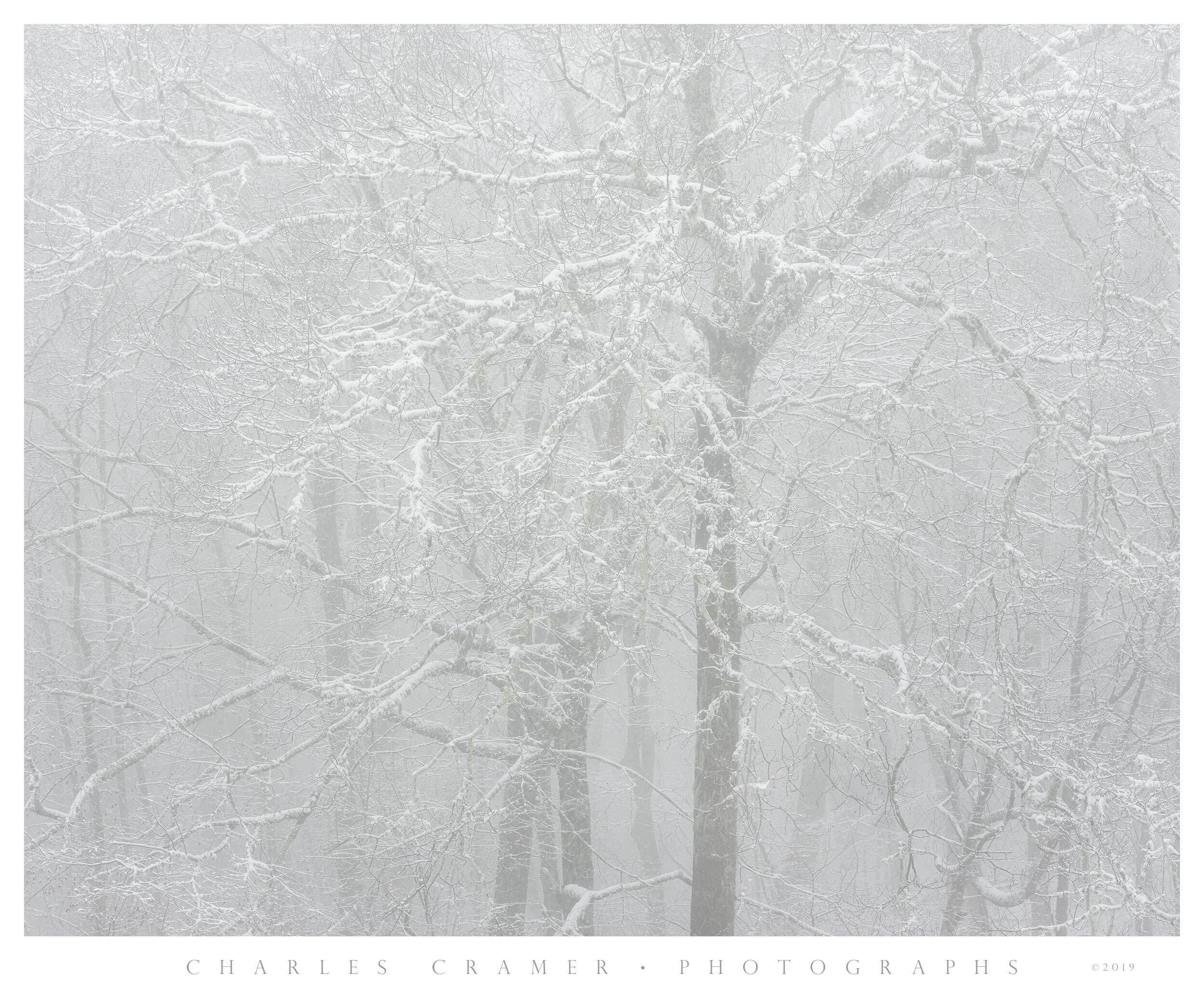 Unexpected Spring Snowfall,  Near Maggie Valley, North Carolina