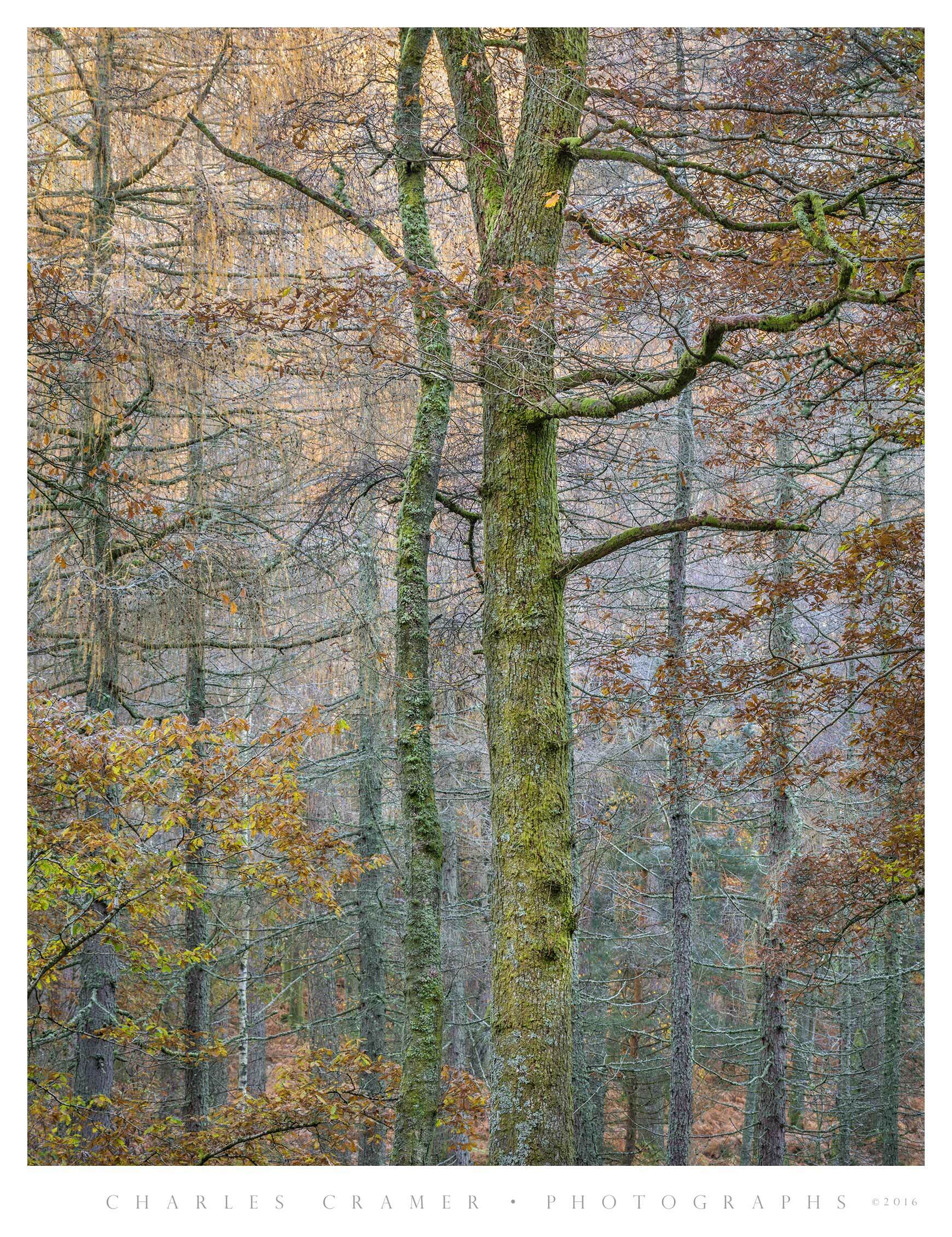 Two Trees, Autumn, near Derwentwater, England