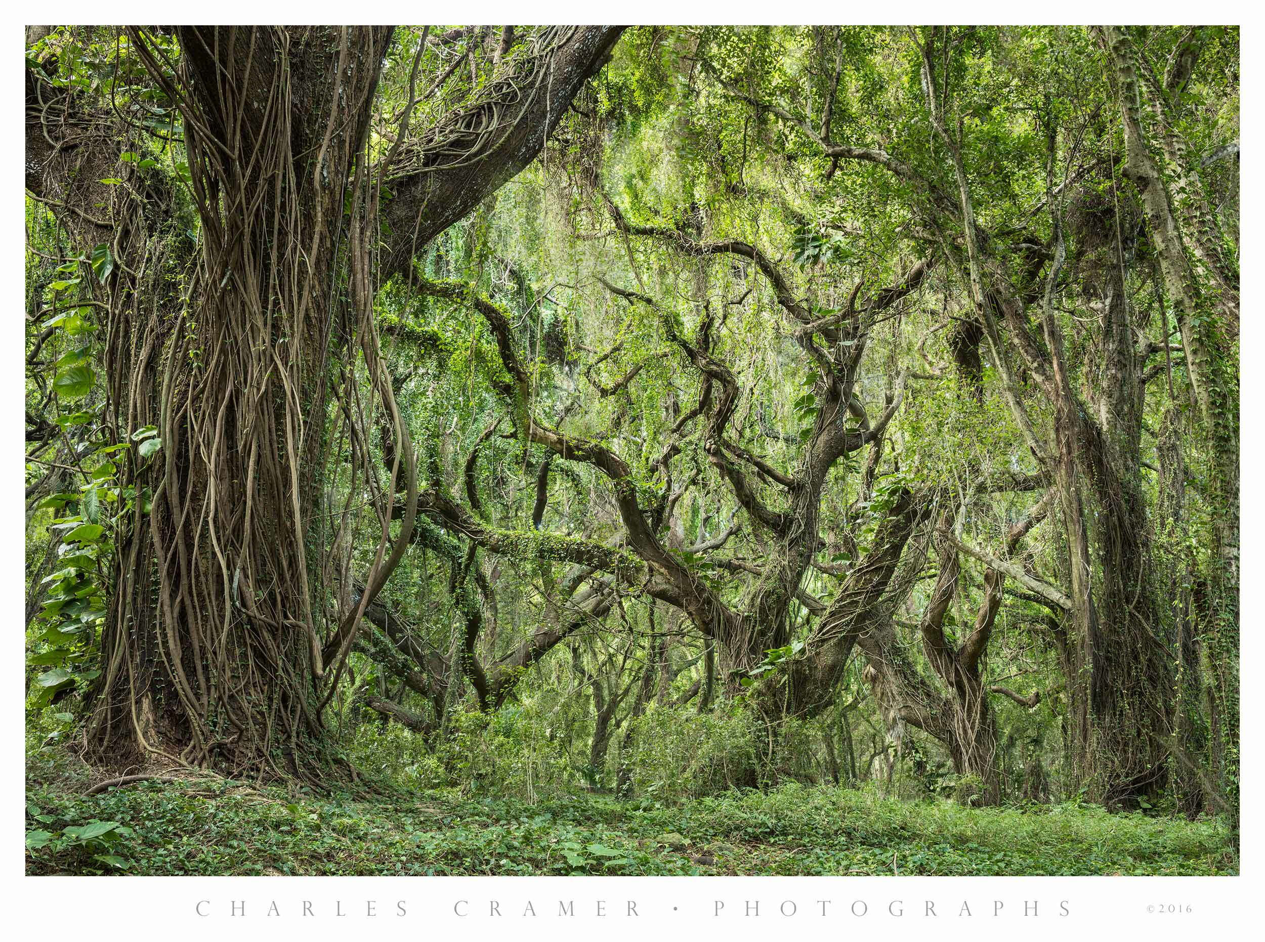 Rain Forest Detail, Oahu Coast, Hawaii