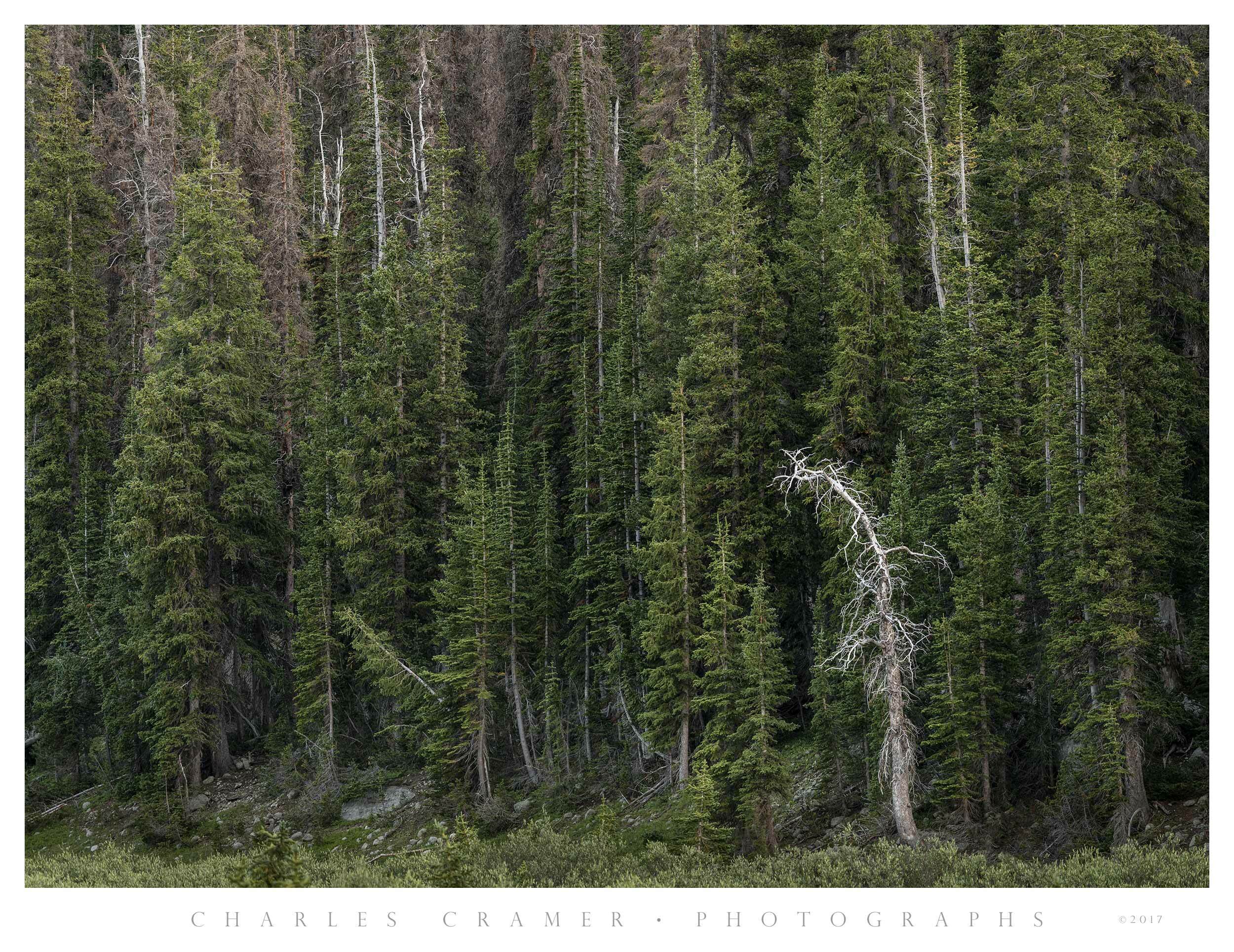 Tilted Snag, Wind River Range, Wyoming