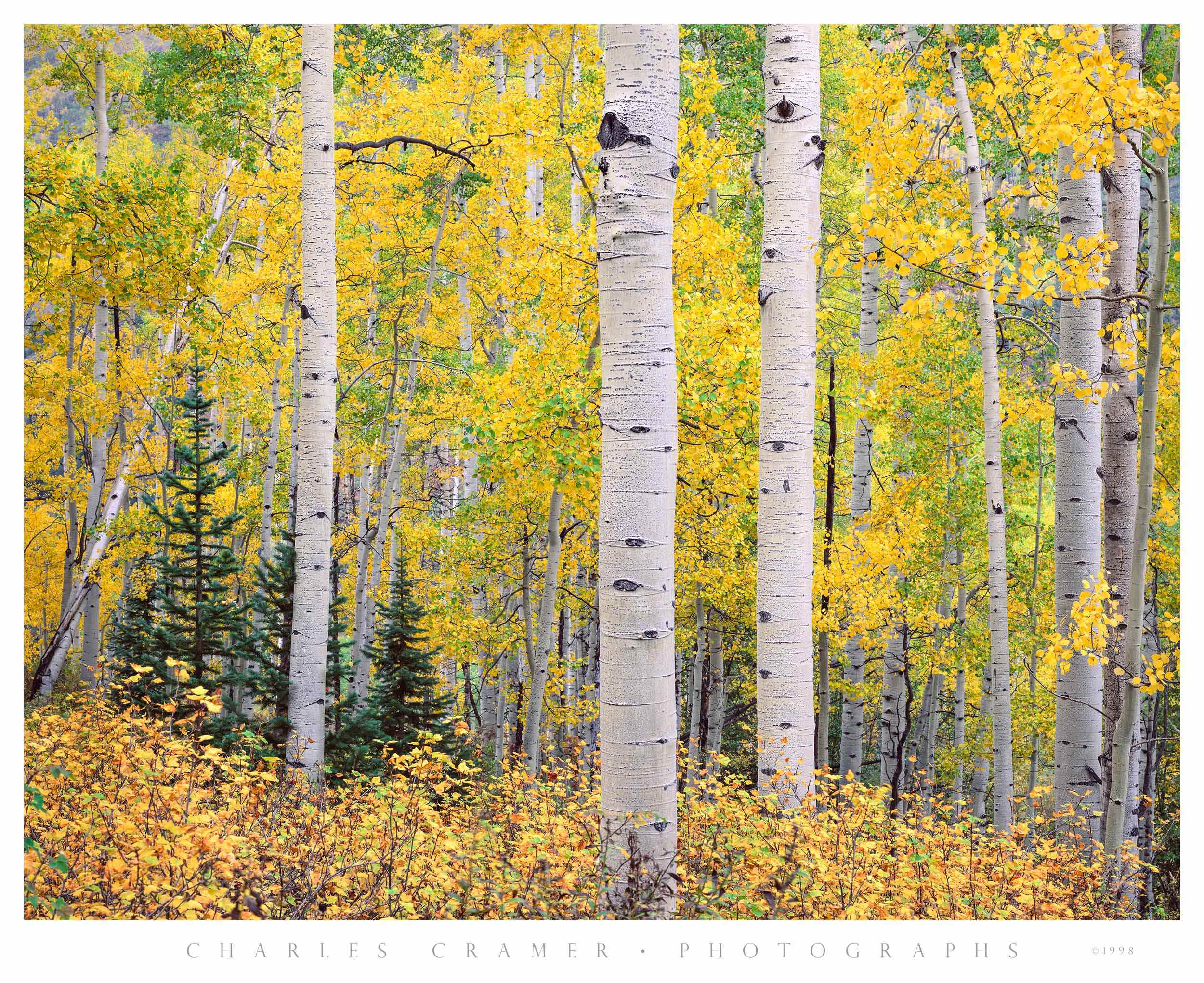 Aspen and Evergreen, Autumn, Snowmass, Colorado