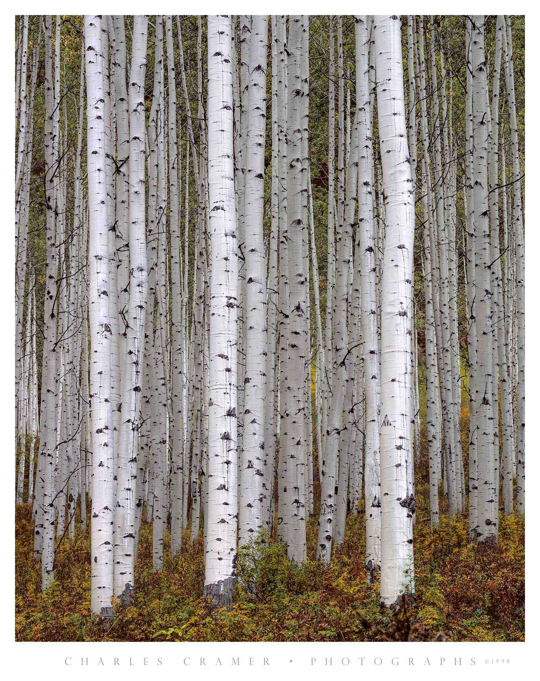 Bright Aspen Trunks, Aspen, Utah