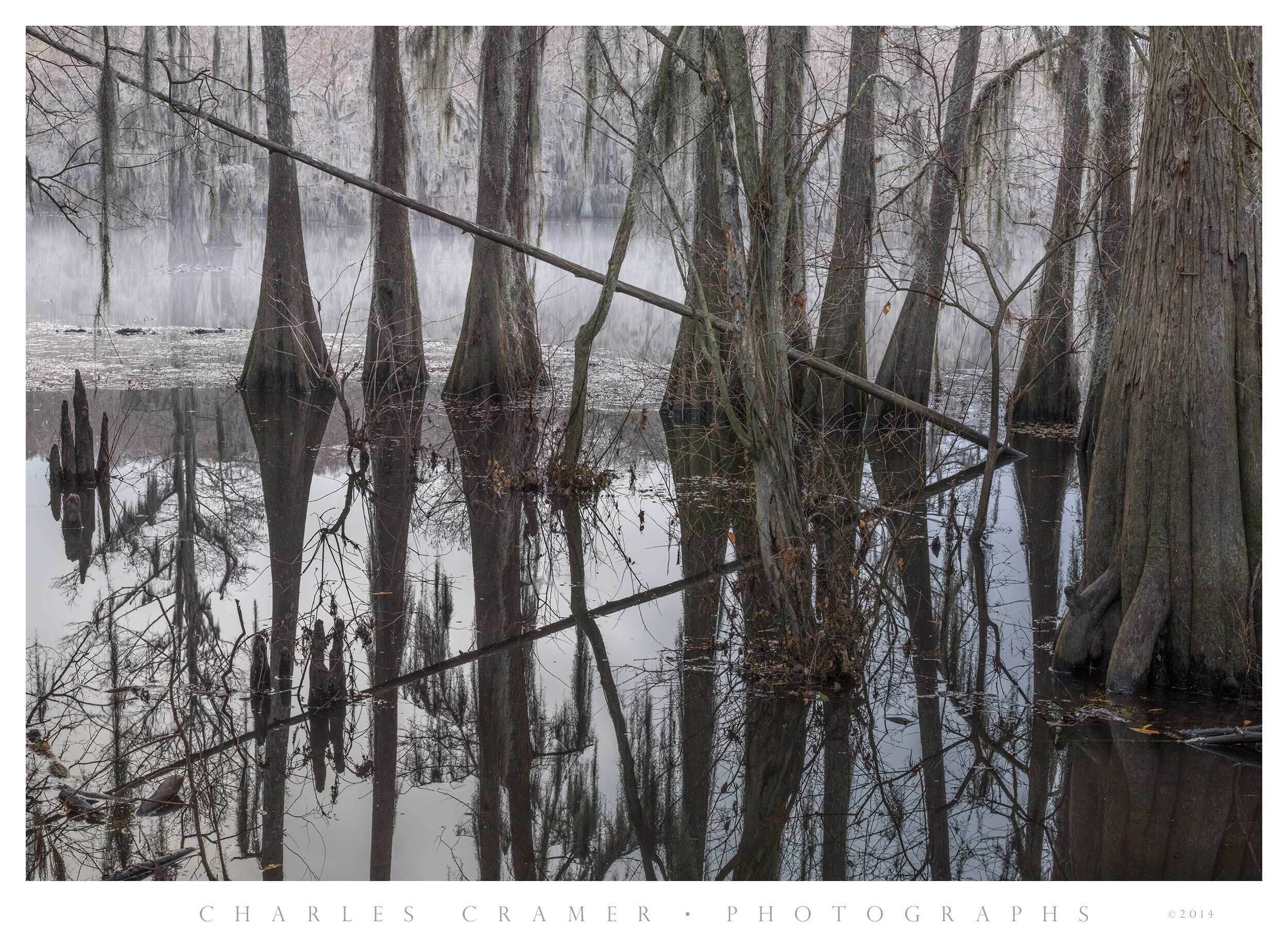 Diagonals, Misty Morning, Caddo Lake, Texas