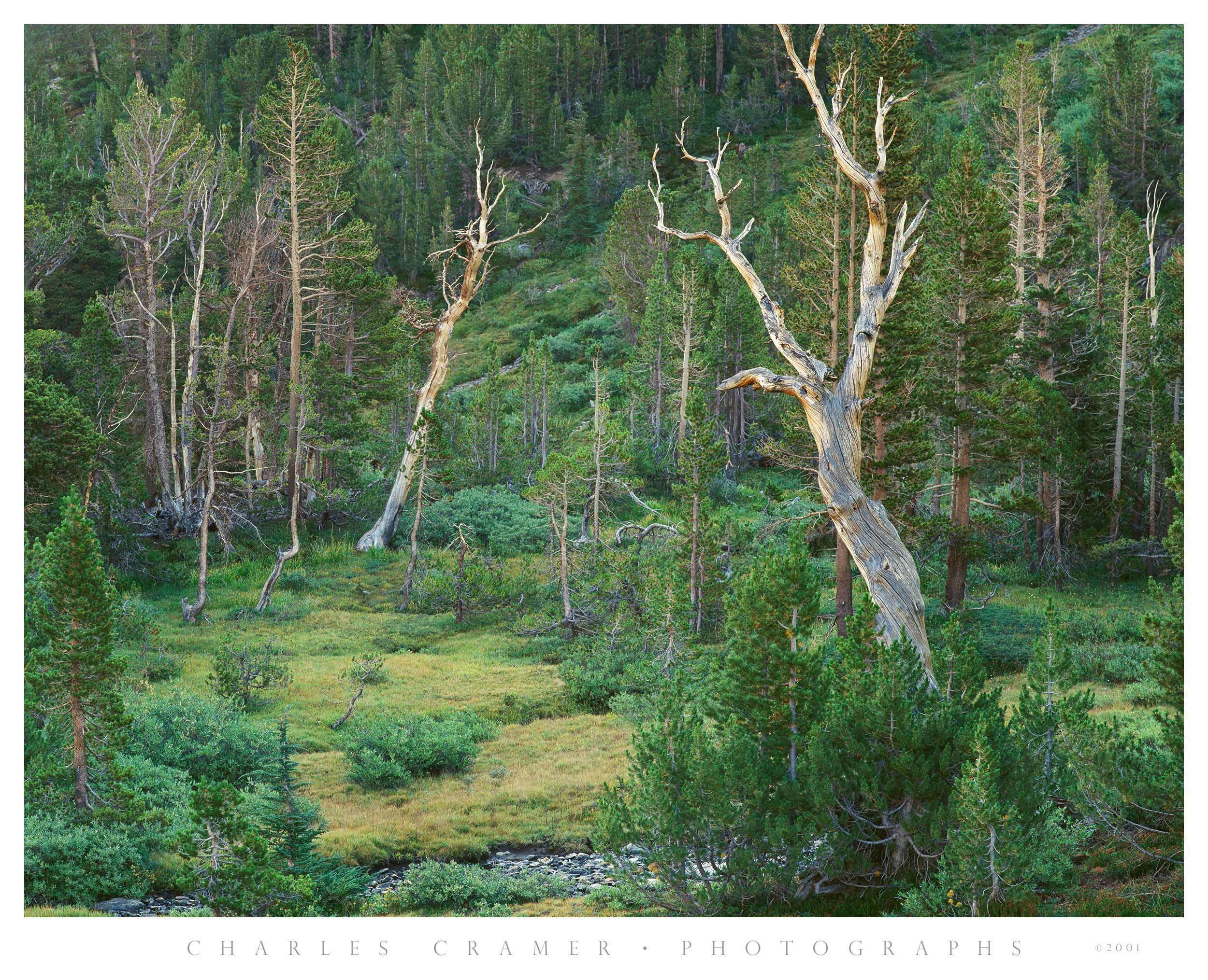 Snags Among Trees, Hoover Lakes Wilderness, California