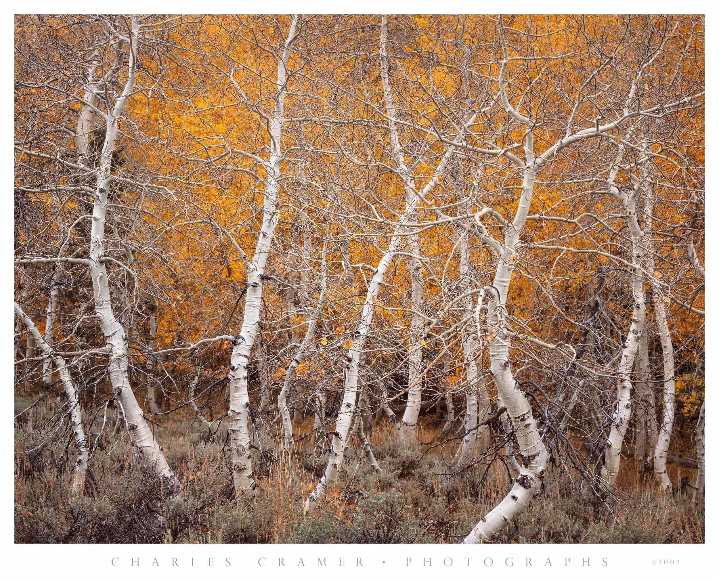 Aspen Dance, Autumn, June Lake