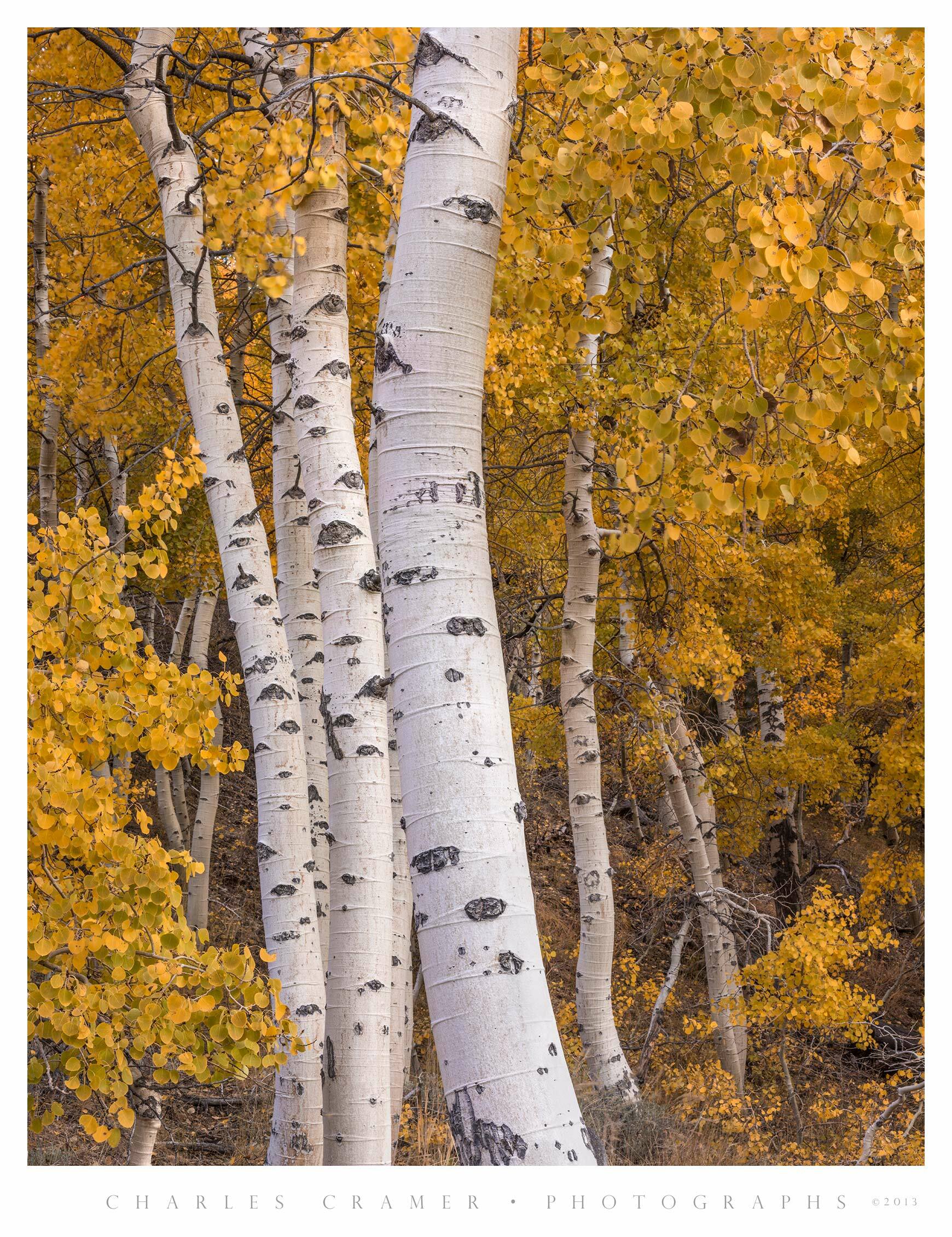 Grouping of Aspen, Fall, Eastern Sierra, California