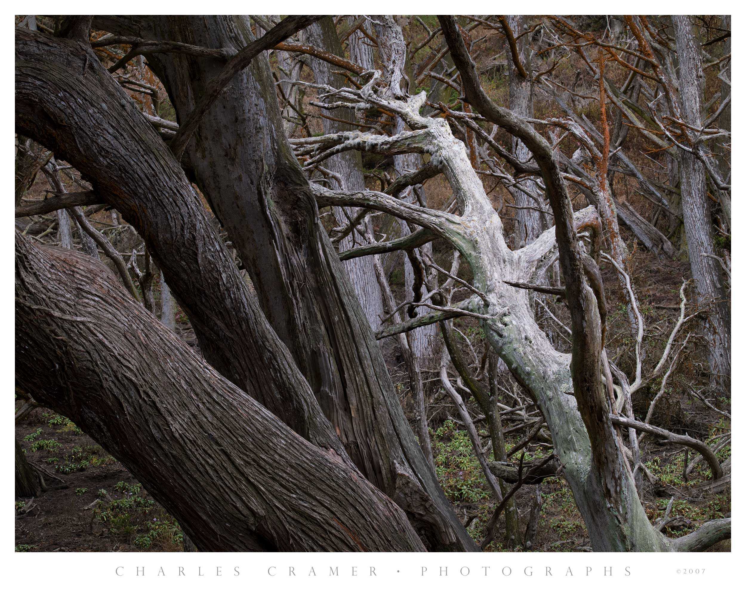 Cypress Forest, Point Lobos Reserve, California