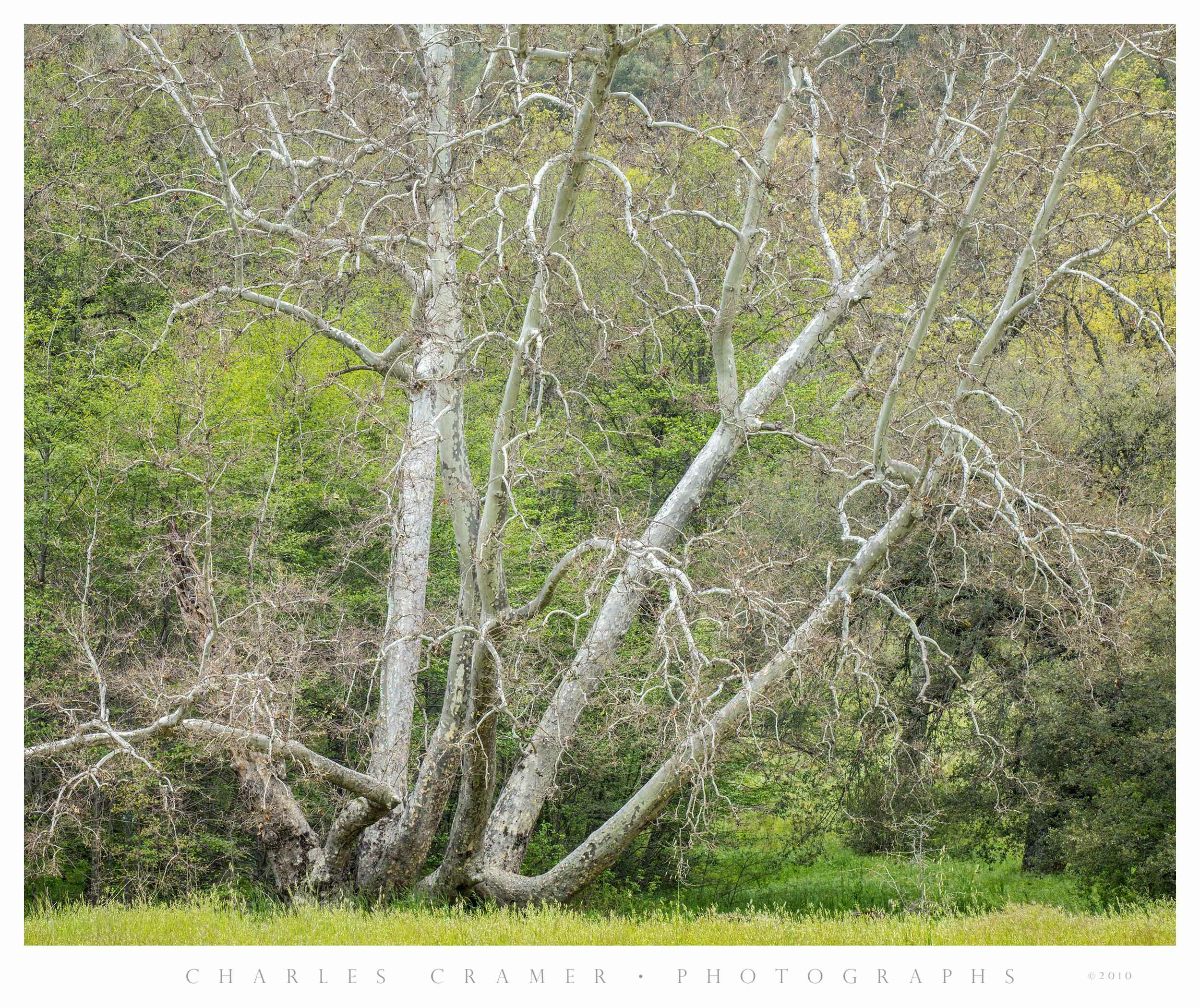 Sycamore Trees, Along Nacimiento Road, Monterey