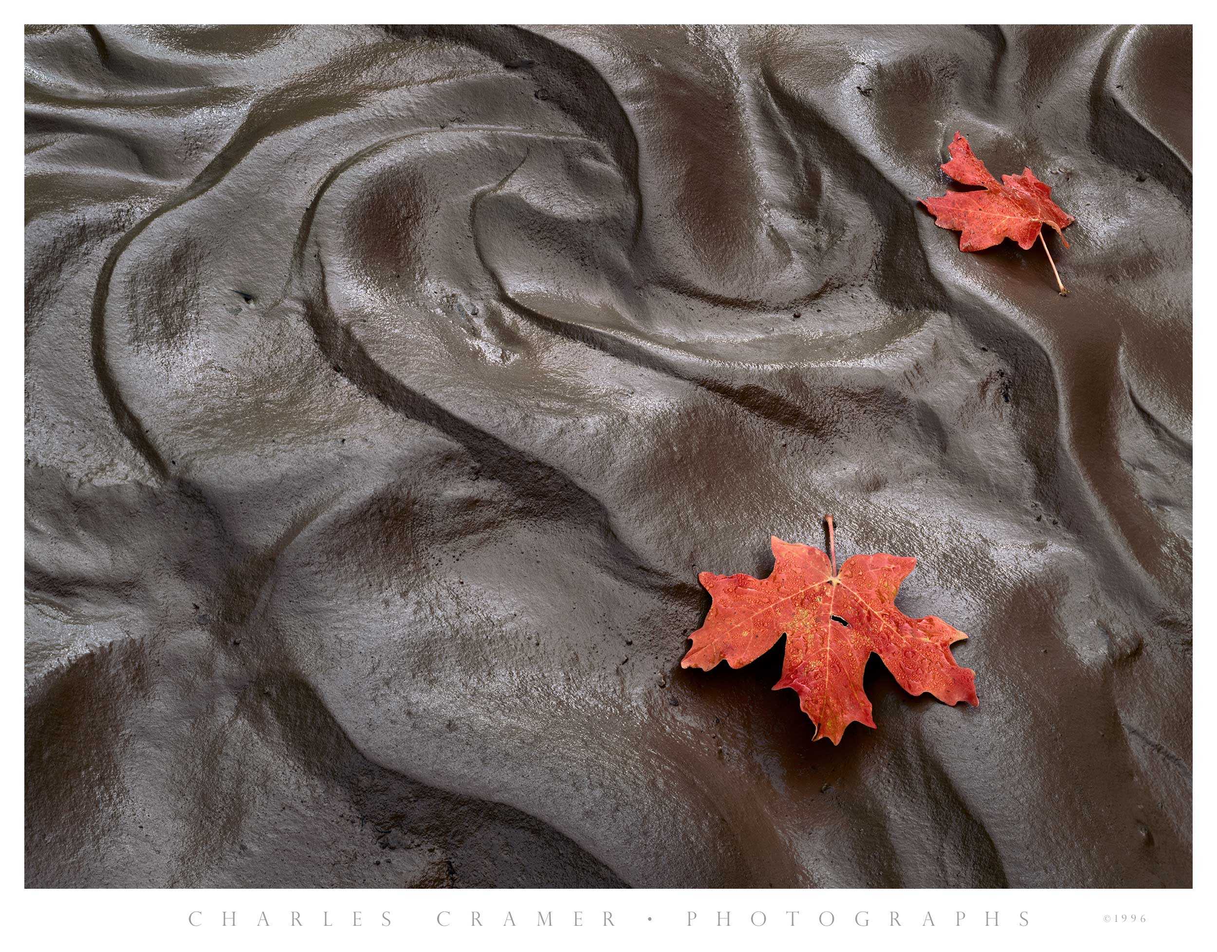 Maple Leaves, Mud, Clear Creek, Zion