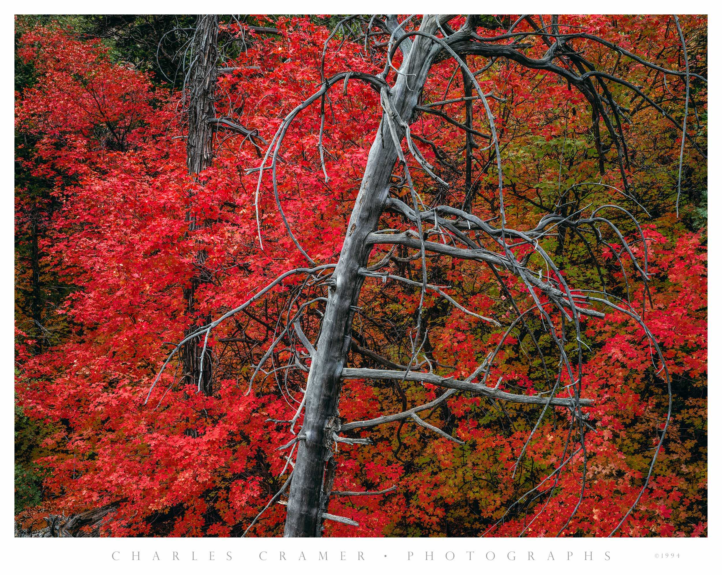 Snag and Maples, Autumn, Zion