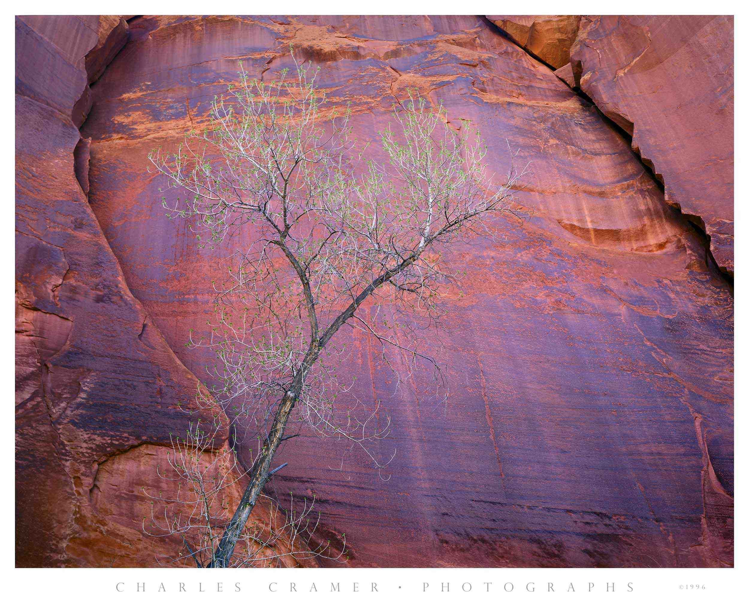 Cottonwood, Canyon Wall, Escalante Canyon, Utah