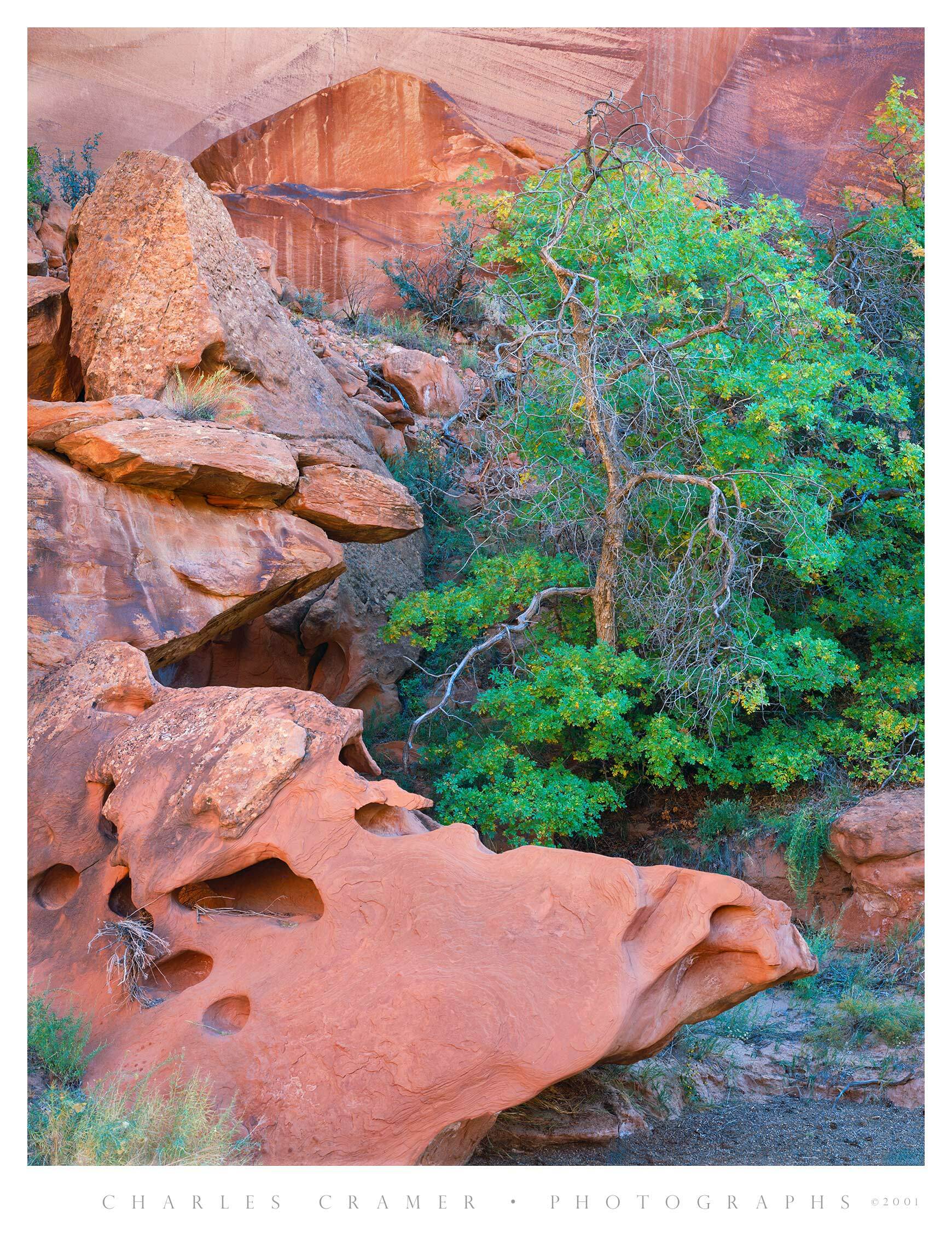 Rocks and Tree, Along Little Death Hollow Trail, Utah