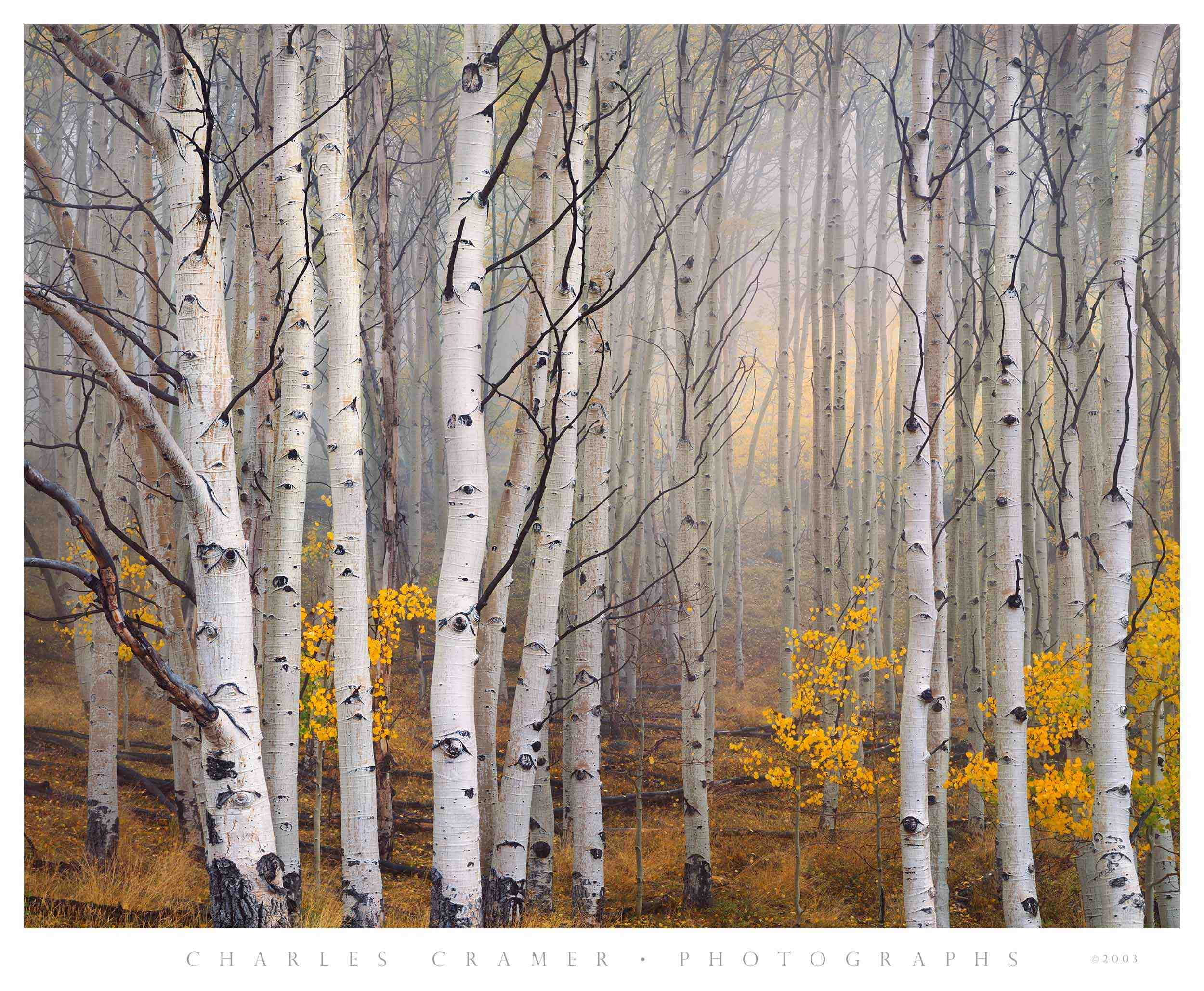 Aspen in Fog, Boulder Mountain, Utah