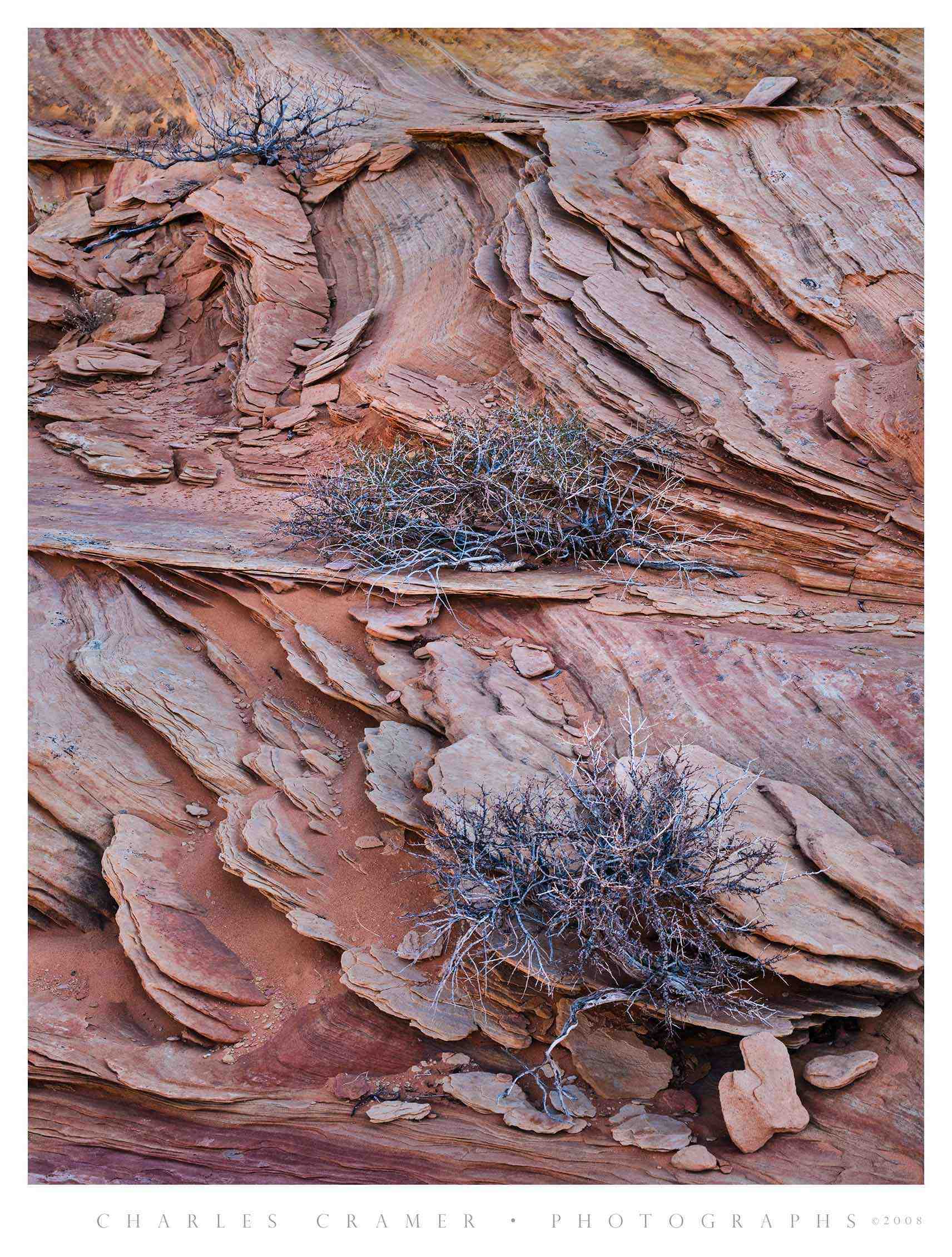 Shrubs and Ledges, White Pocket, Utah