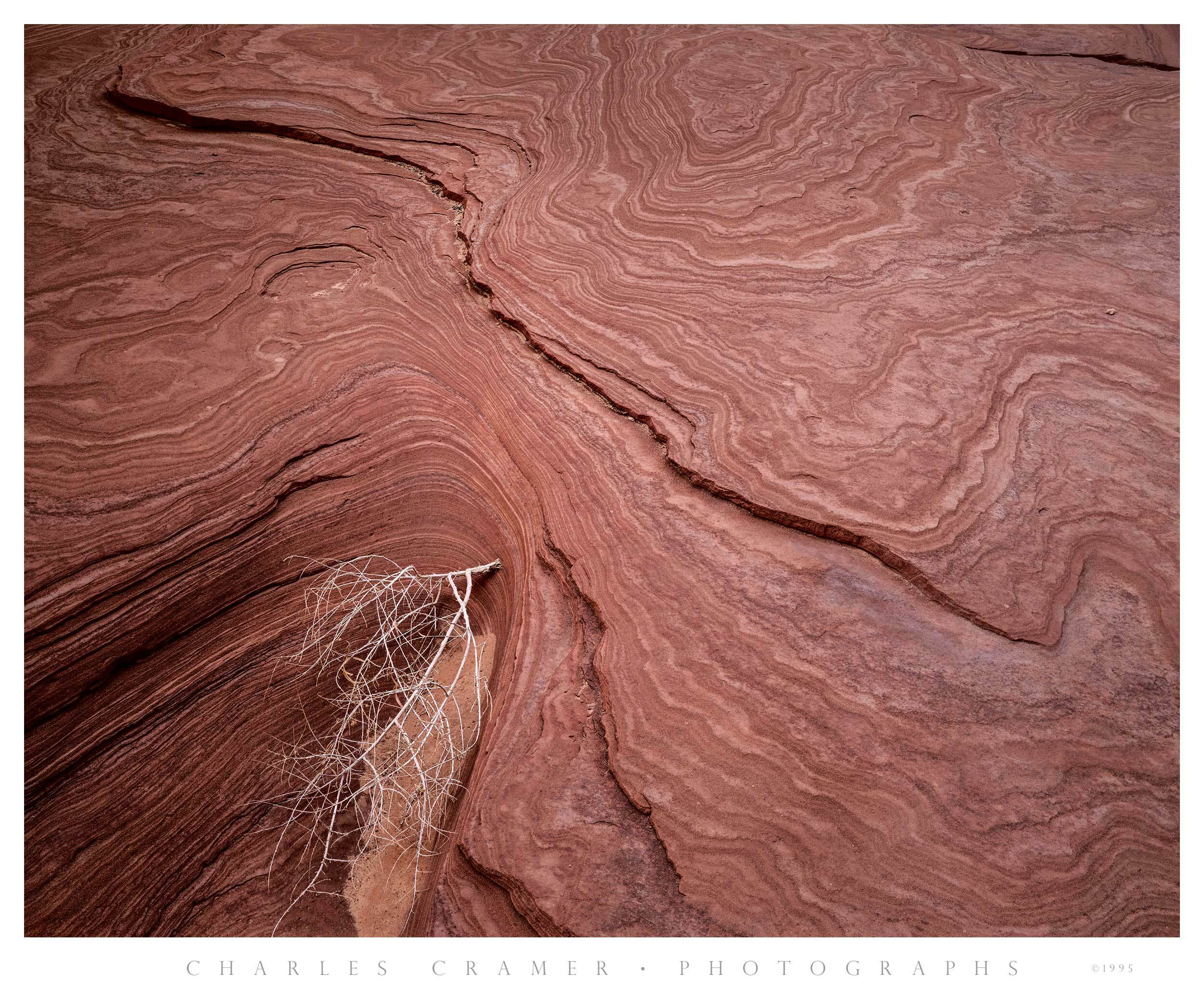 Sandstone Ridges, Dried Tumbleweed, Utah