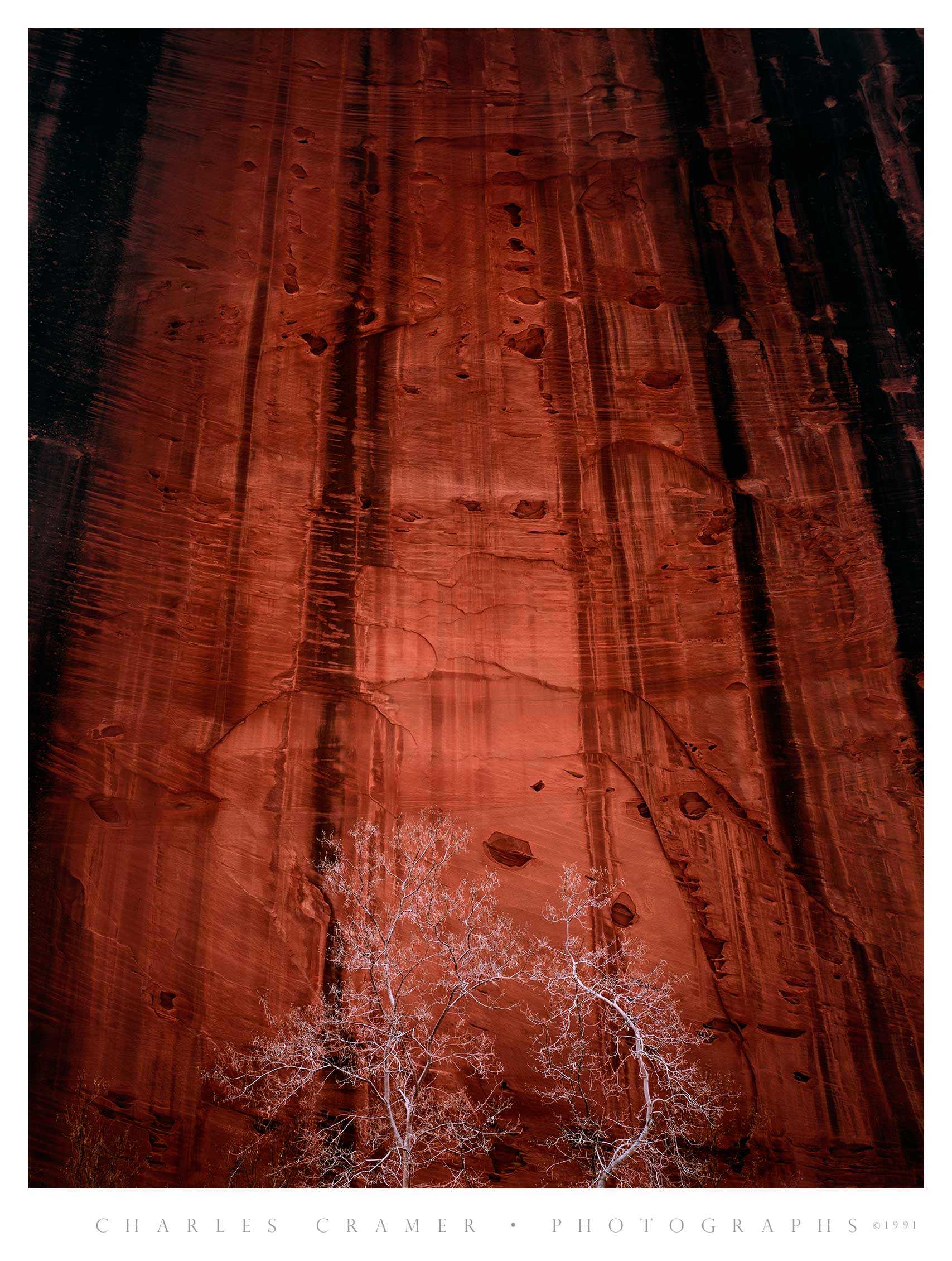 Trees, Rock Wall, Kolob Canyon, Zion