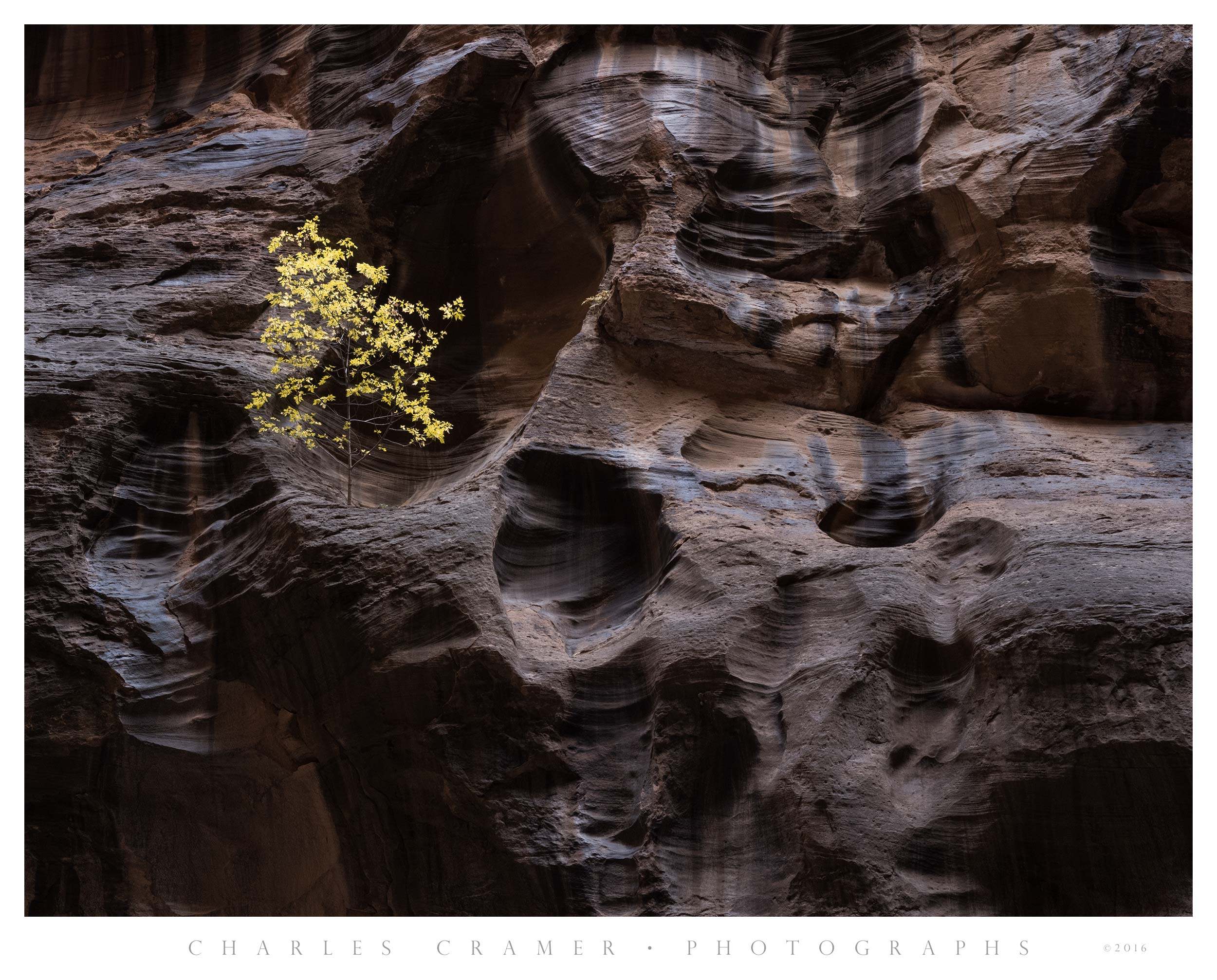 Lone Tree, Virgin River Narrows, Zion