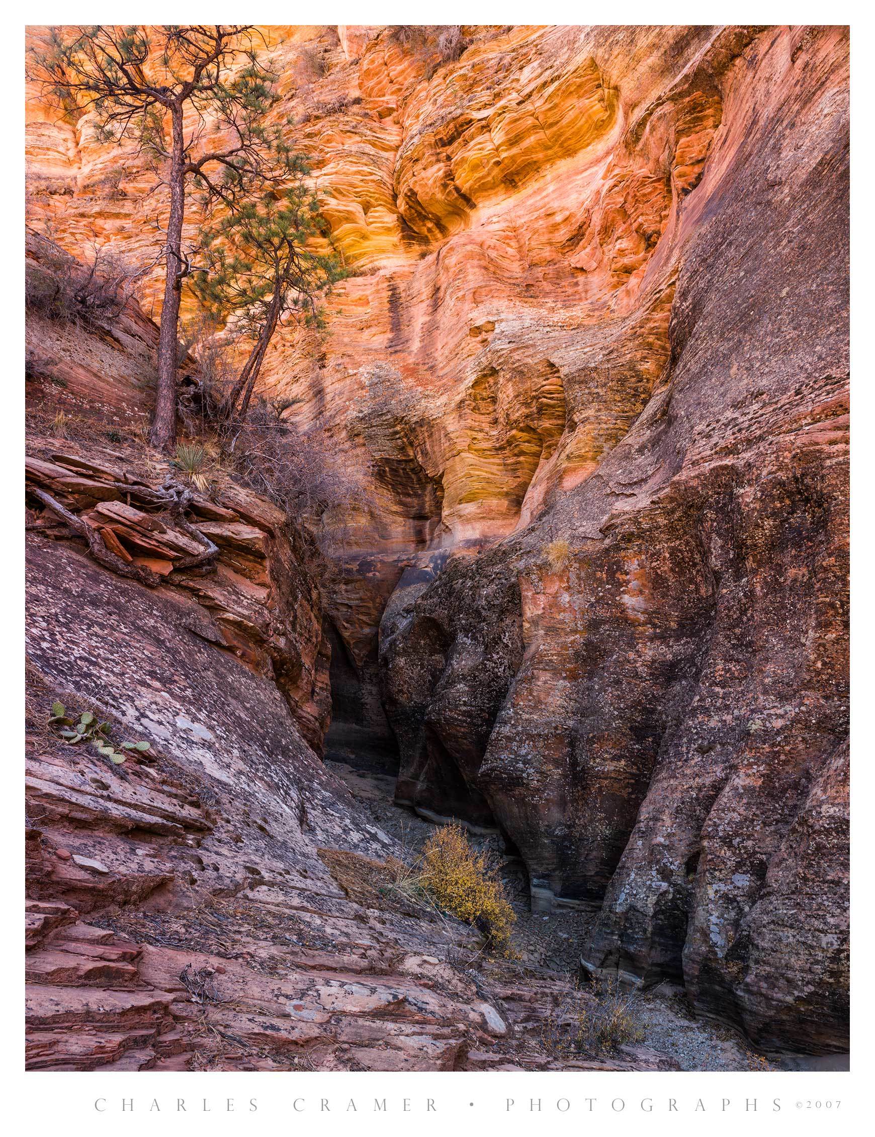 Pines above Narrows, Zion