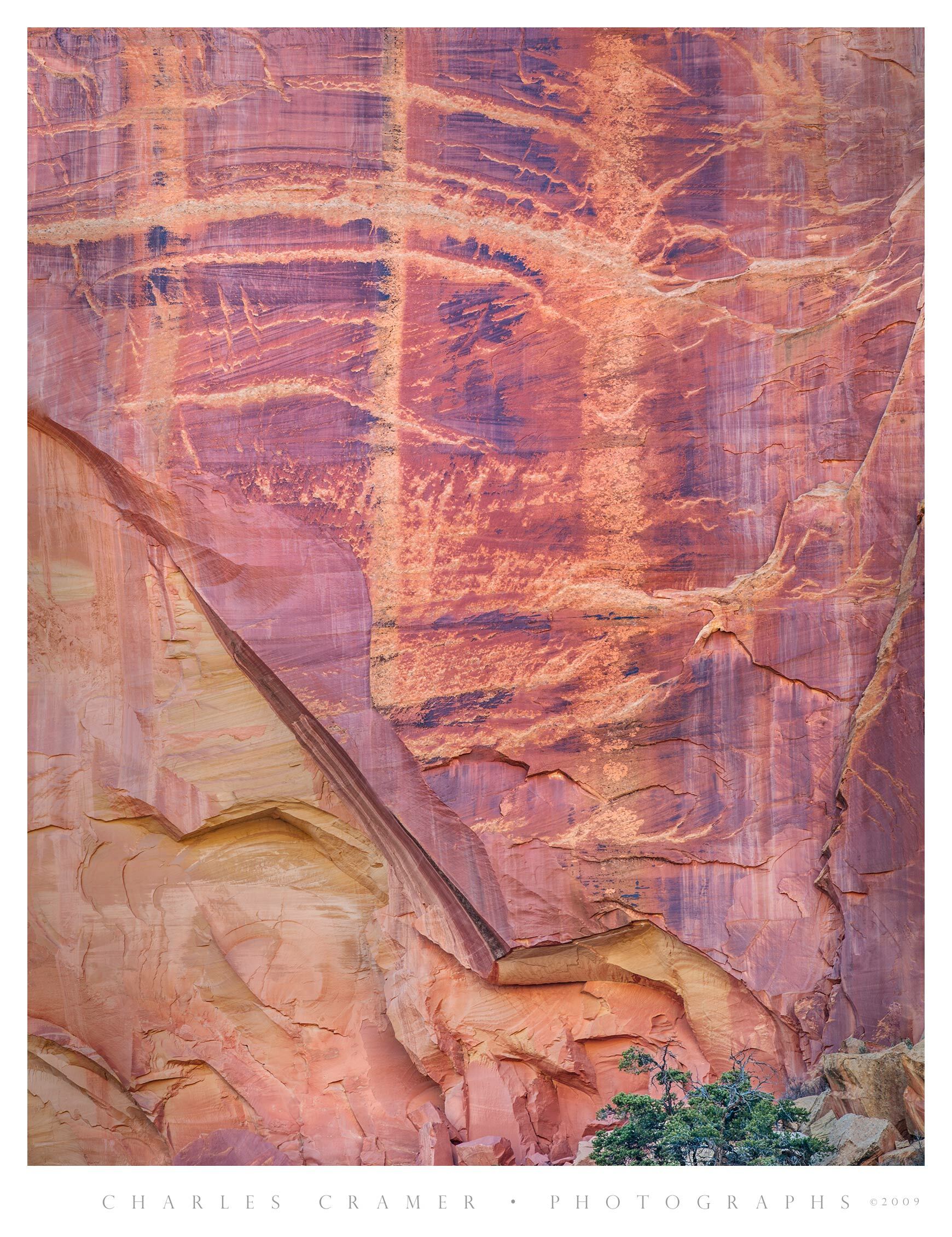 Narrow Canyon Wall and Tree, Esclante Area, Utah