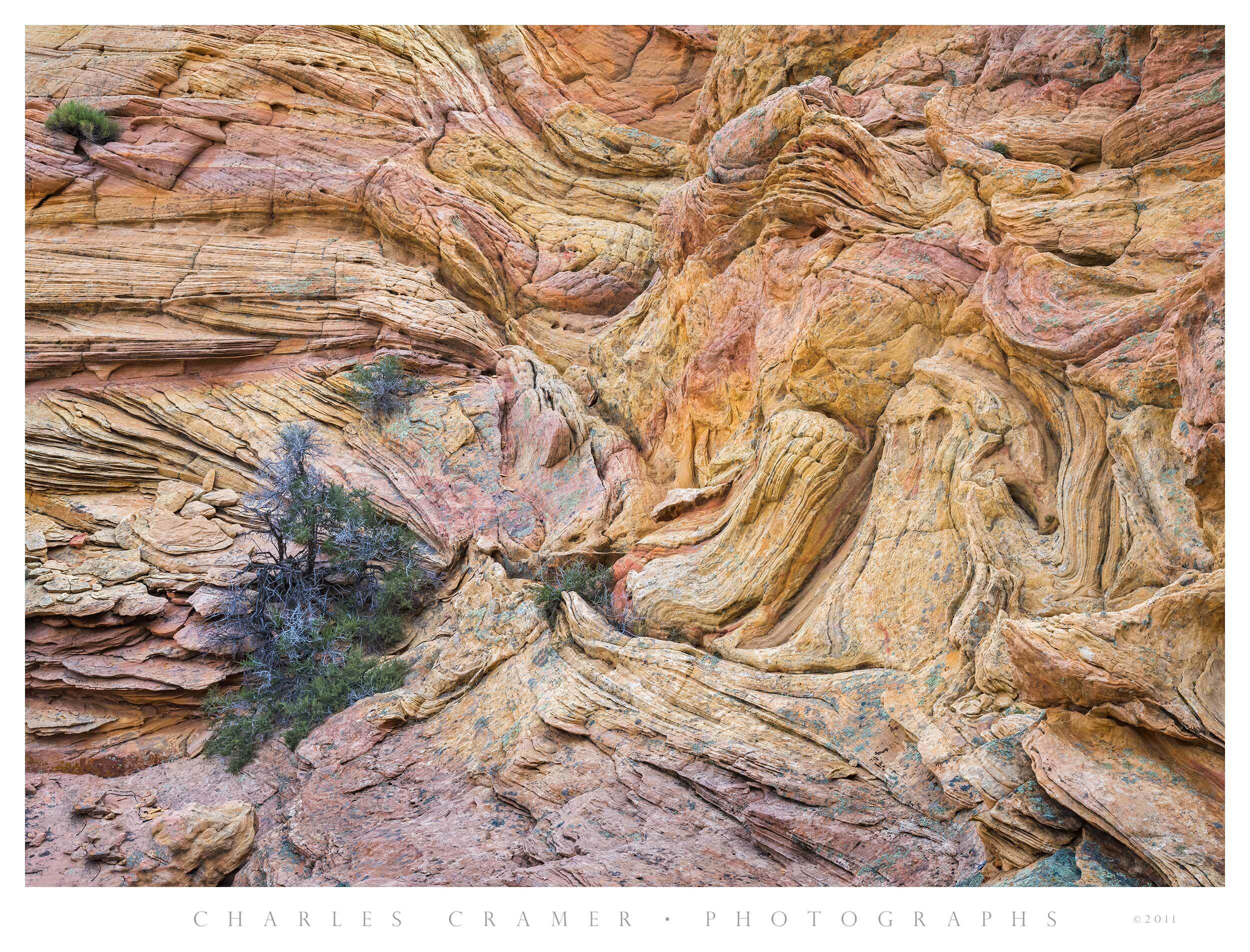 Shrubs and Tree, Sandstone Formations, Paria Wilderness, Utah