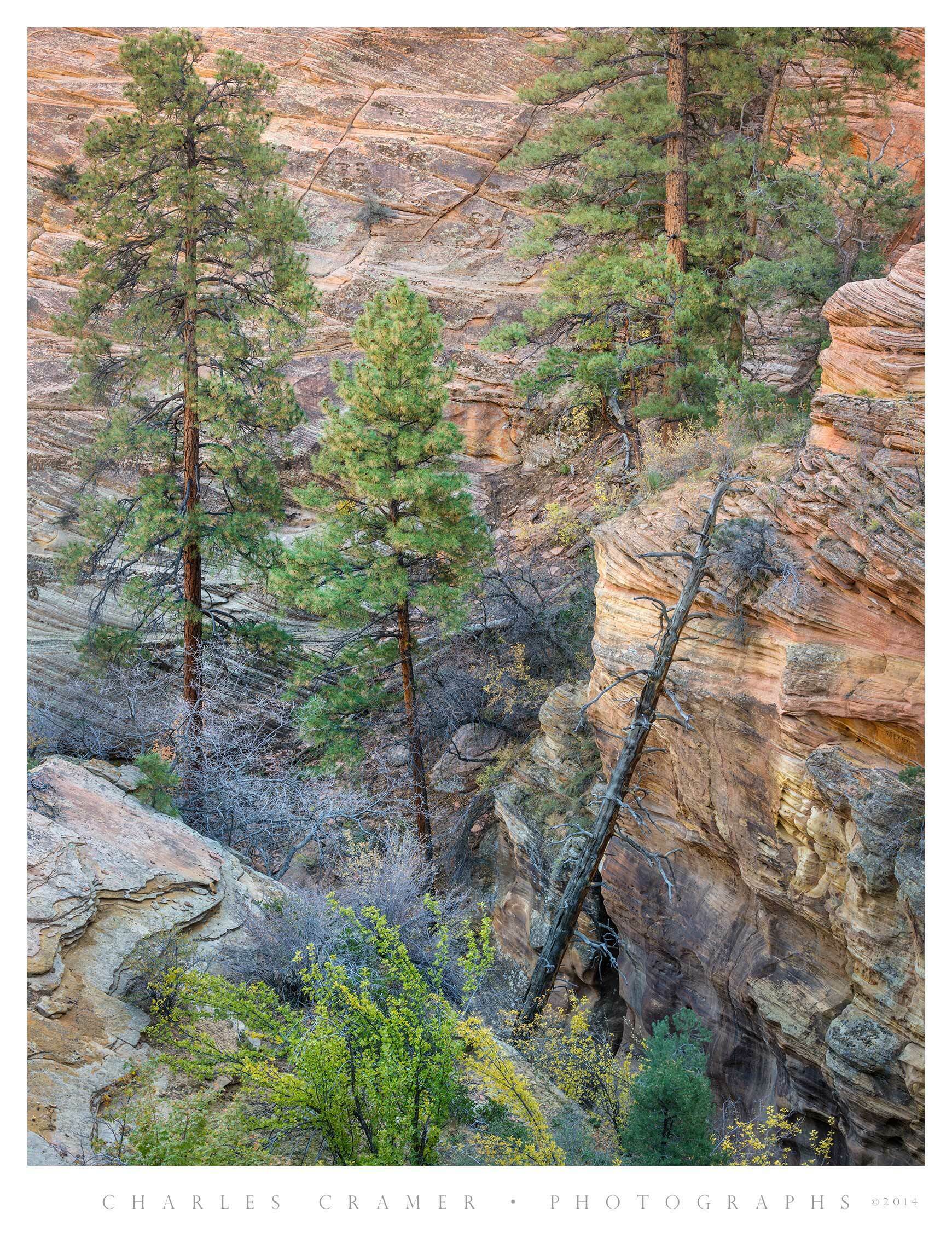 Four Trees, One Snag, Clear Creek, Zion