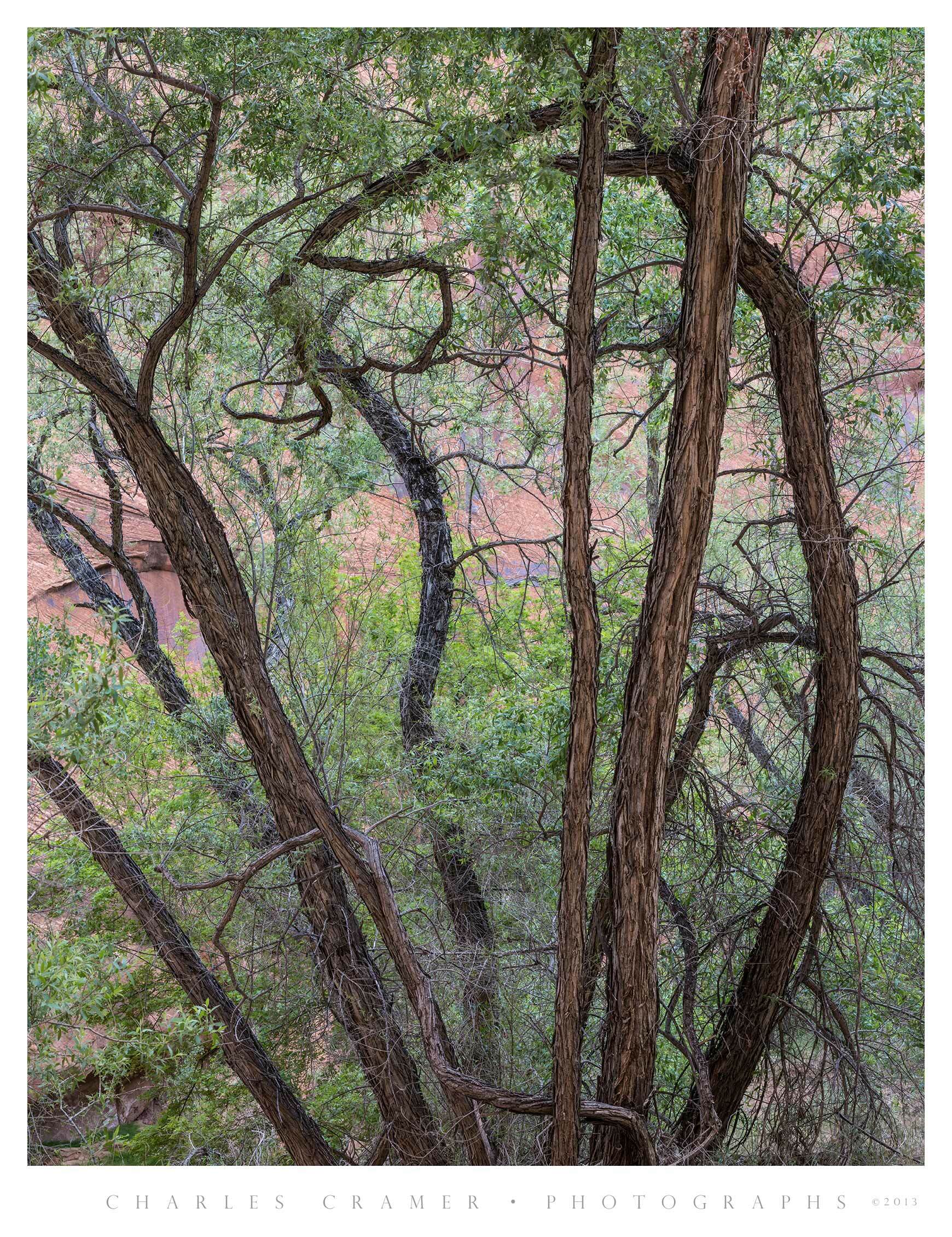 Sinuous Oaks Against Canyon Wall, Grand Staircase Escalante