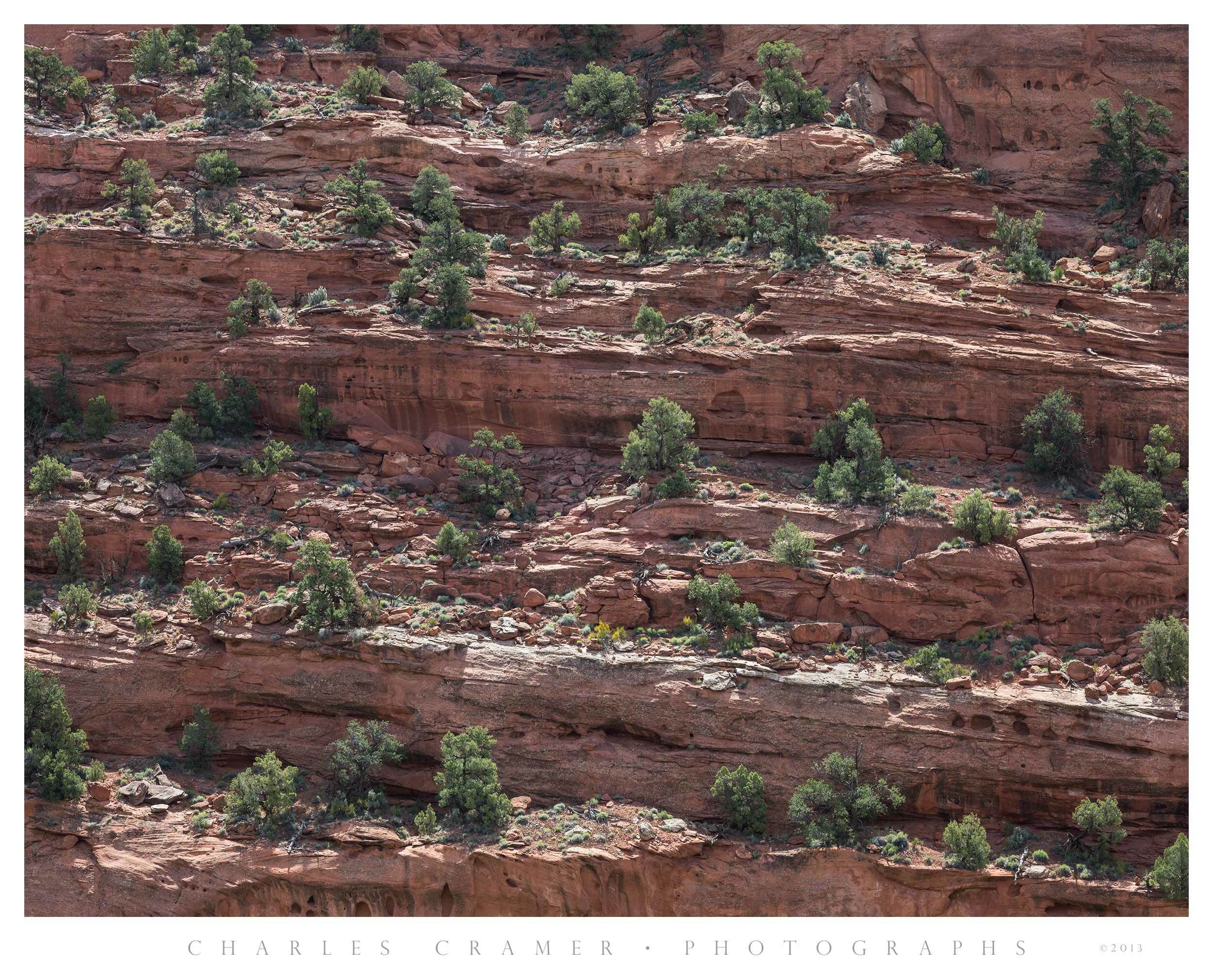 Trees on Sandstone Steps, Capitol Reef, Utah