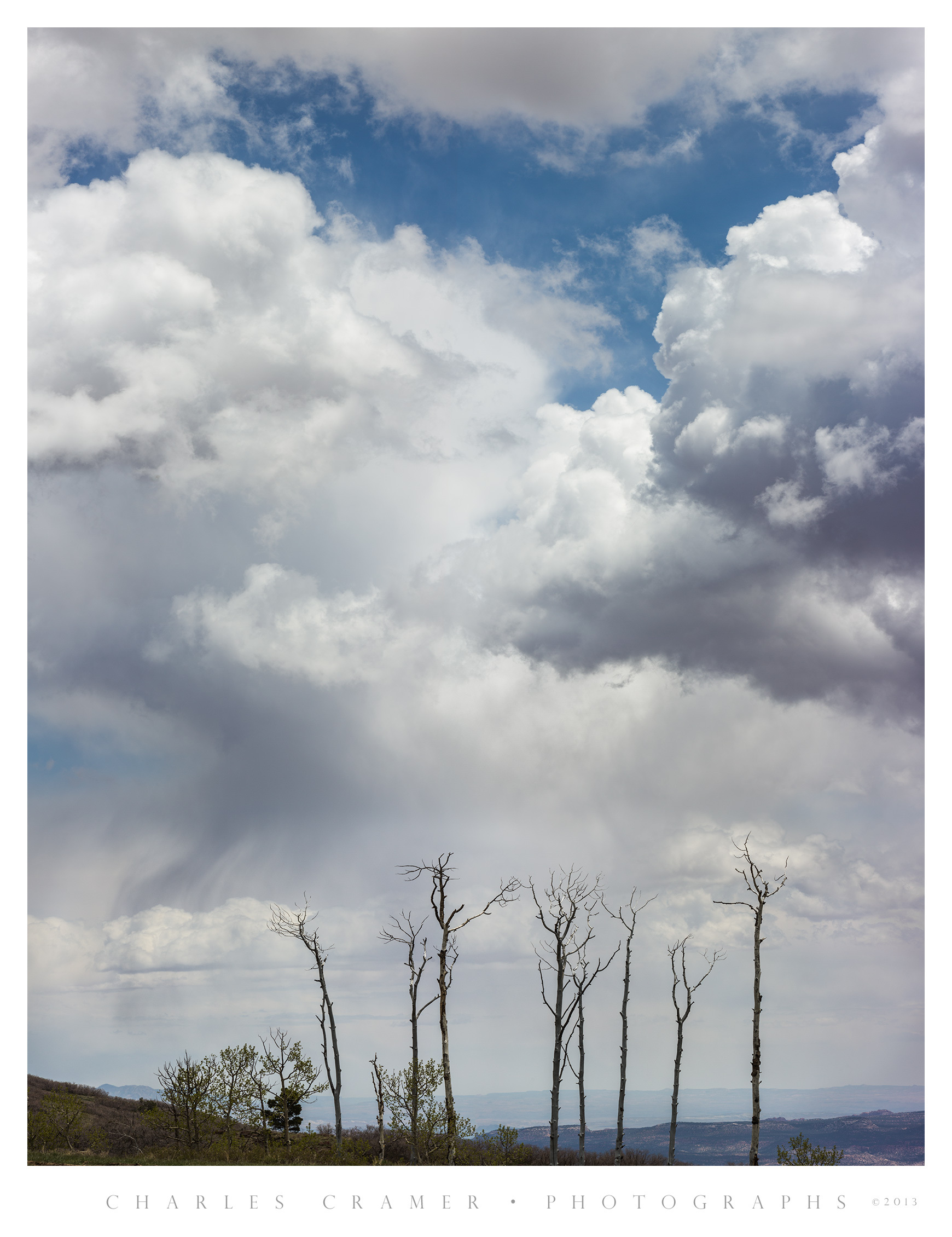 Cloudscape and Snags, Boulder Mountain, Utah