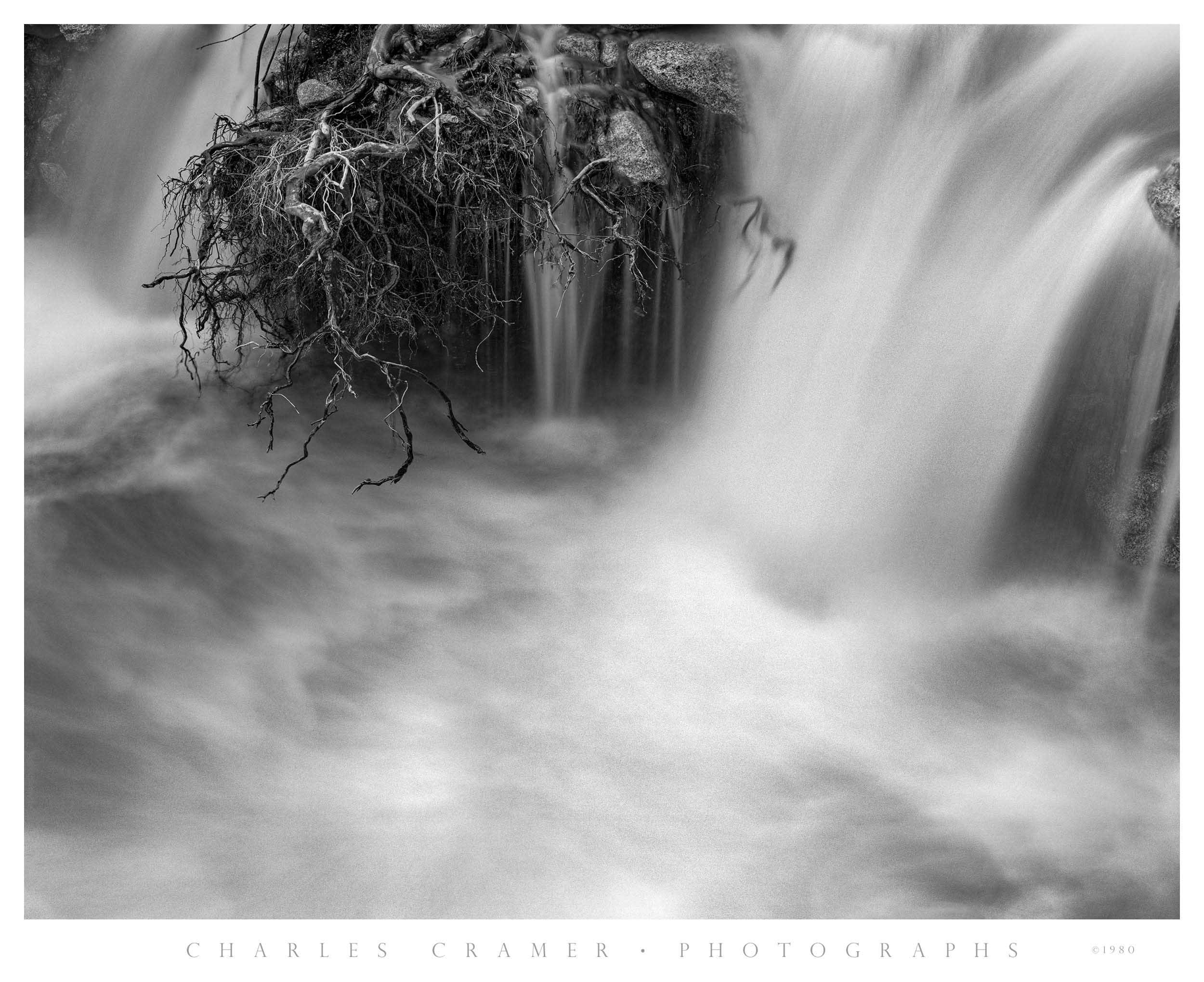 Exposed Roots, Merced River, Yosemite