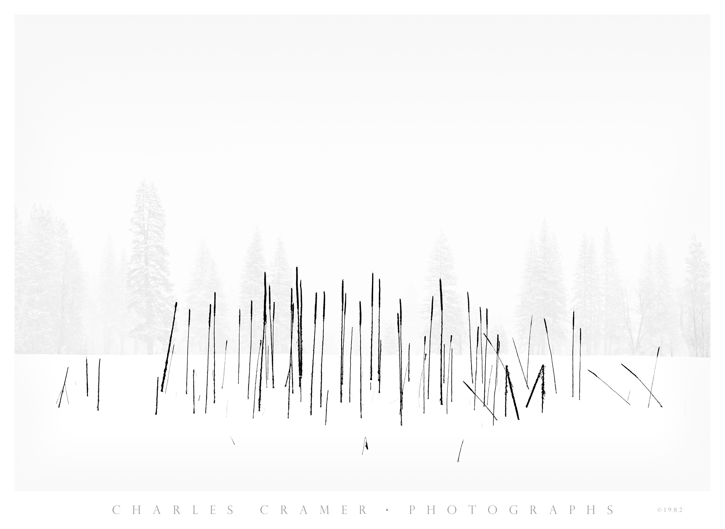 Cattails, Snowstorm, Yosemite