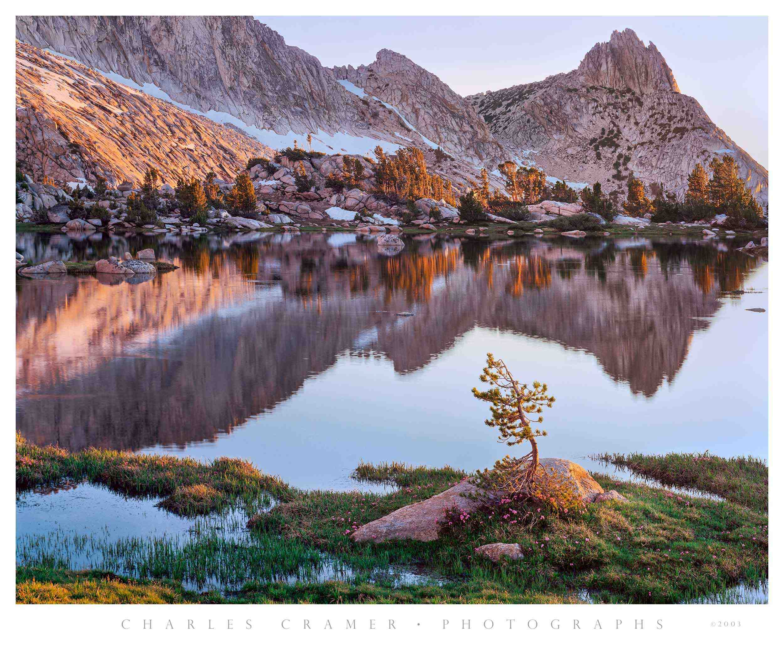 Young Pine, Upper Young Lake, Yosemite