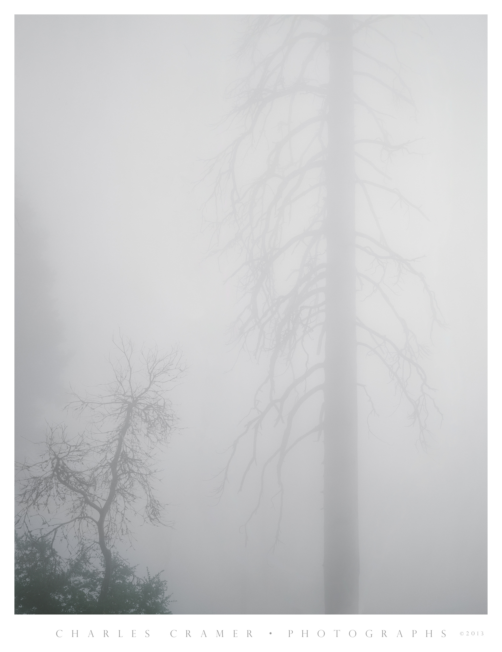 Foggy Trees, Wawona Road, Yosemite