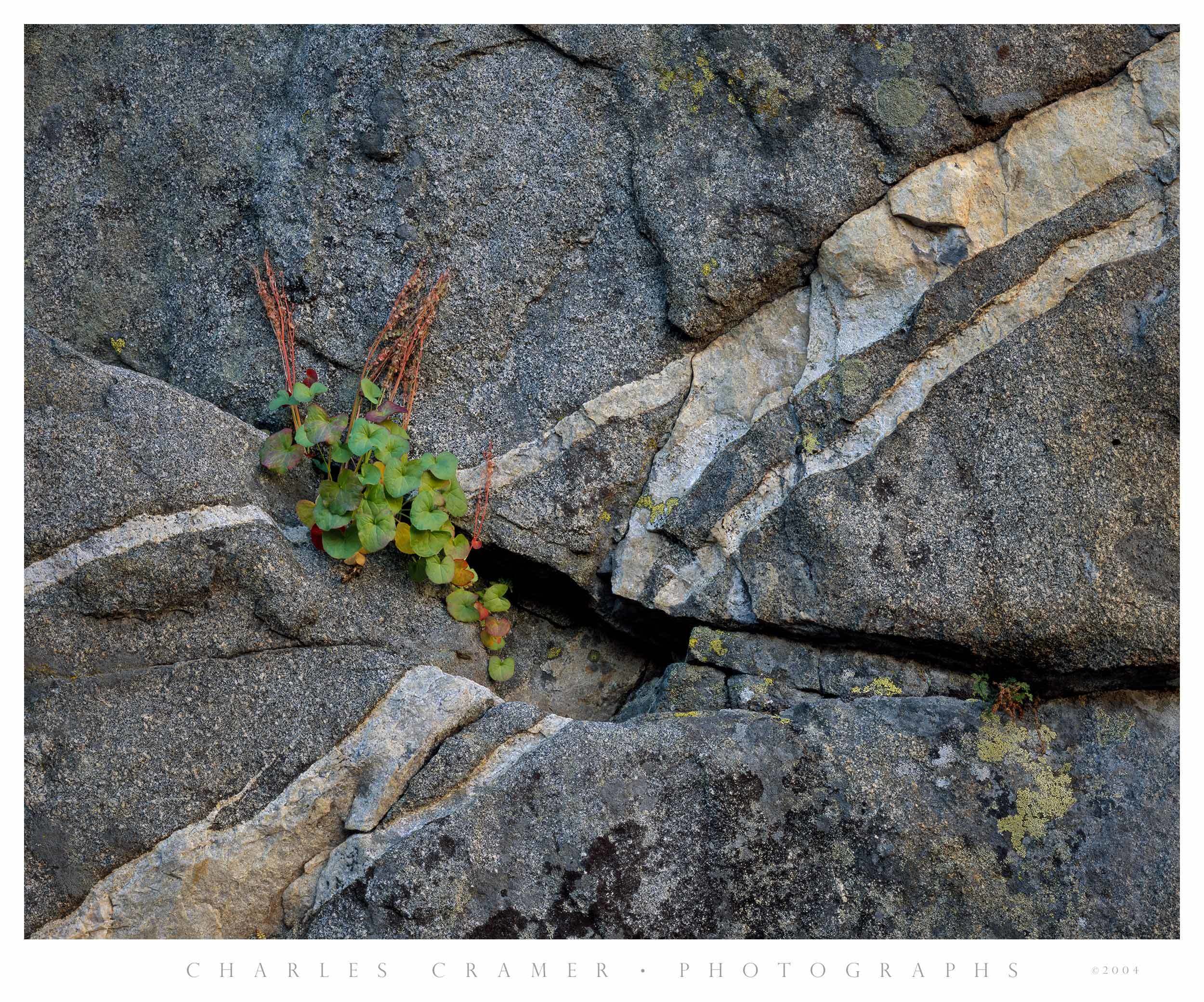 Mountain Sorrel and Granite Wall, Ten Lakes Basin, Yosemite