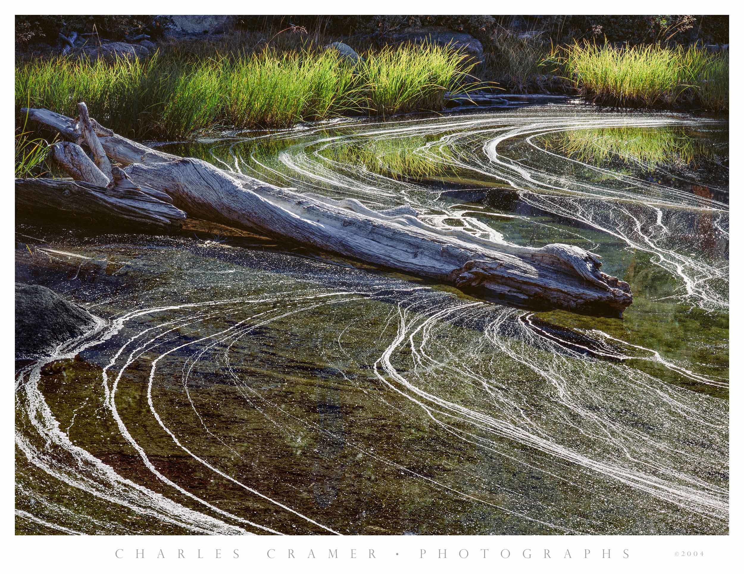 Backlit Grasses and Pollen Foam, Pond, Yosemite