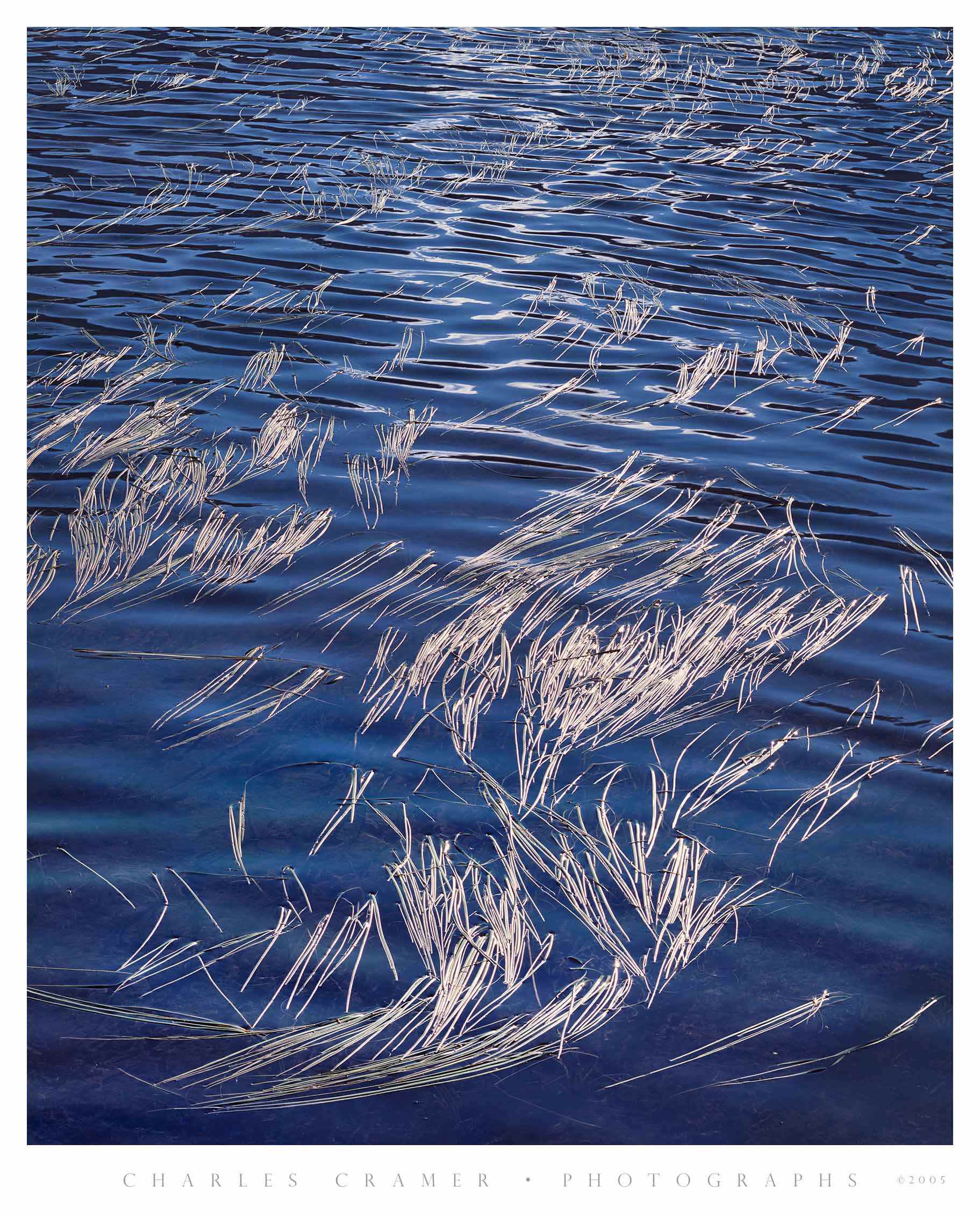 Floating Grasses, Young Lakes, Yosemite