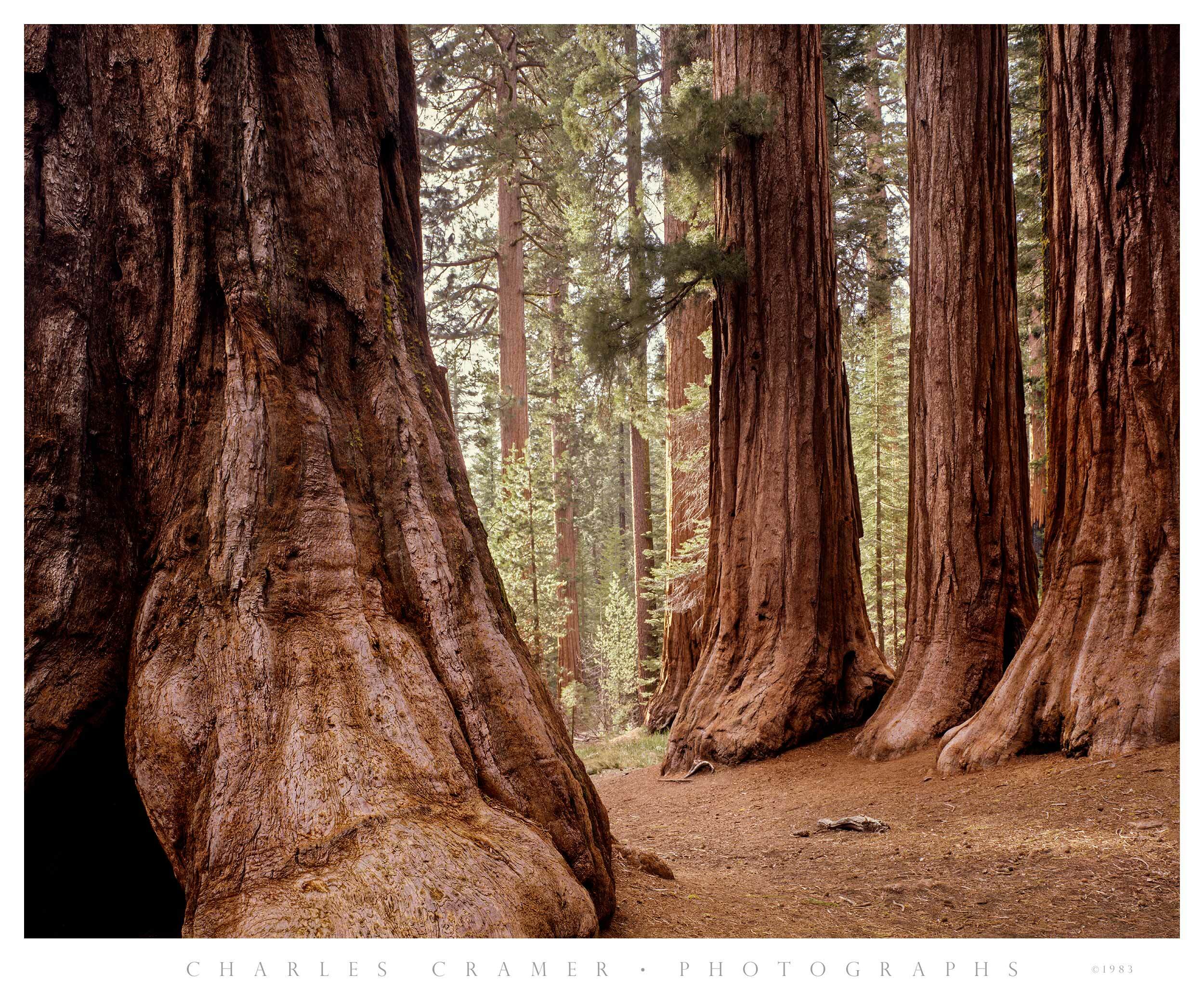 Bachelor and Three Graces, Mariposa Grove, Yosemite